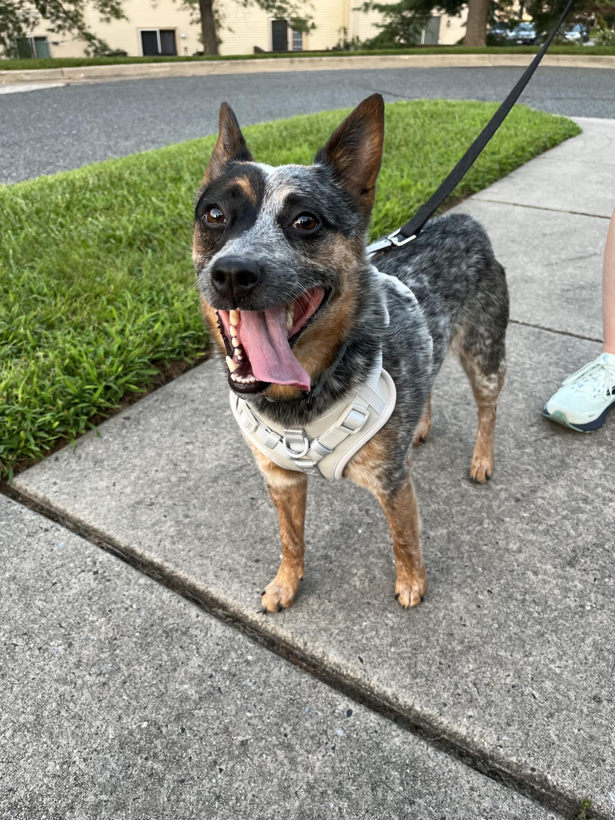 Enlarge Luna, a Adoptable Australian Cattle Dog / Blue Heeler in Croydon, PA image 5/5