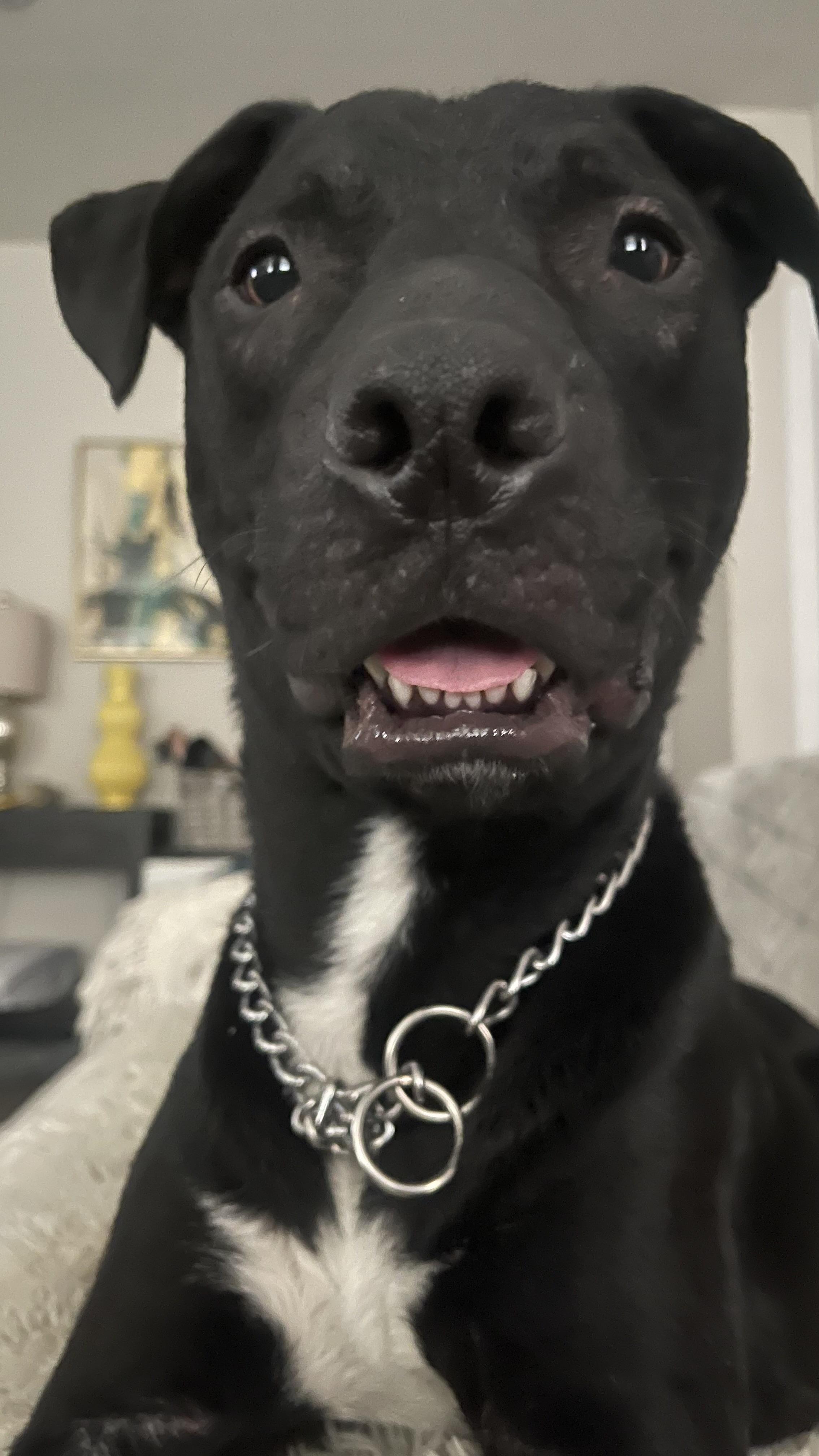 Shadow, a Adoptable mixed breed in Dallas, TX image 6/6