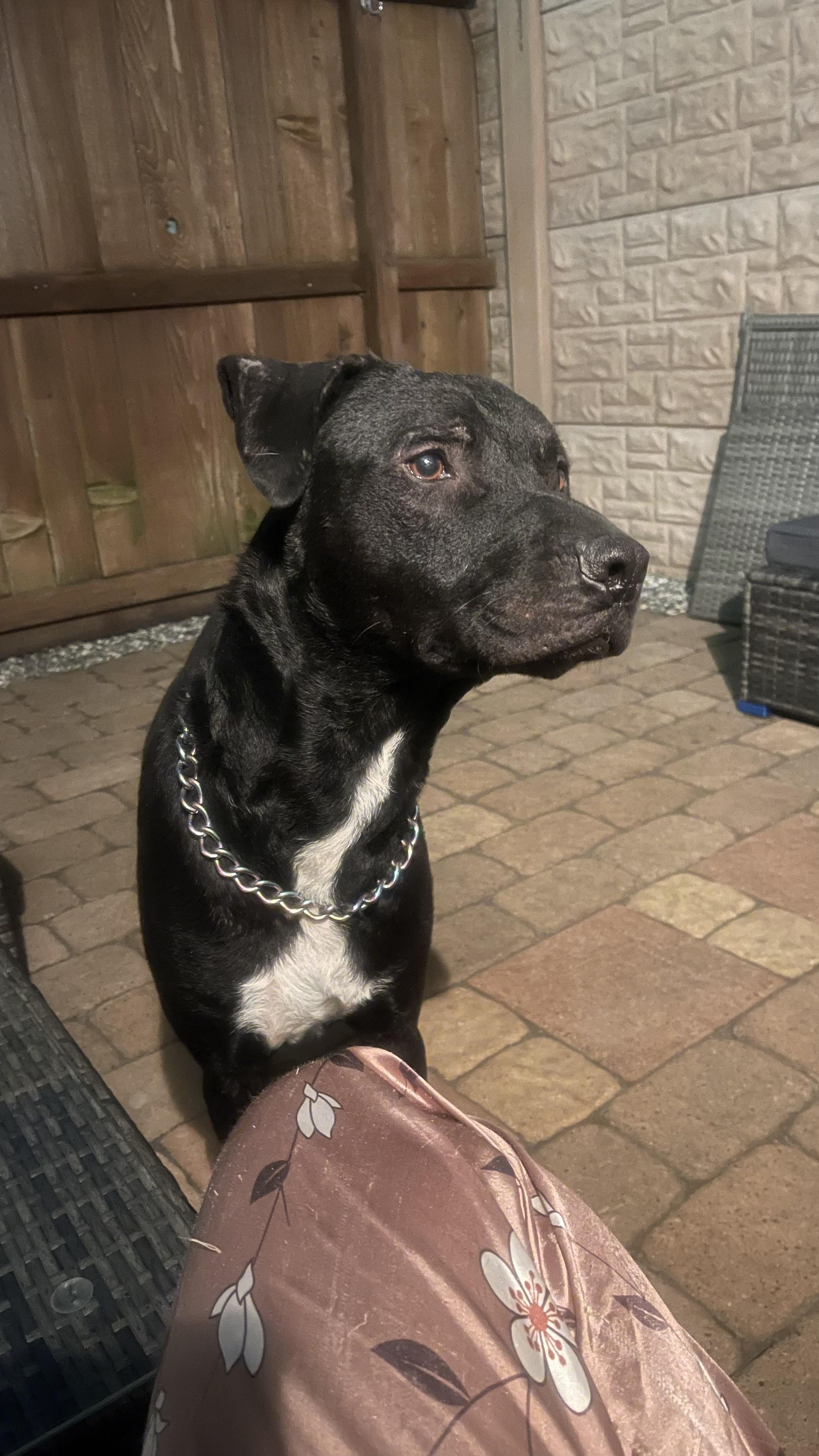 Shadow, a Adoptable mixed breed in Dallas, TX image 4/6