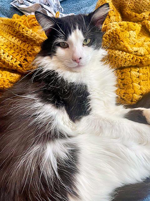 Sammy, Adoptable, Adult Male Domestic Long Hair.