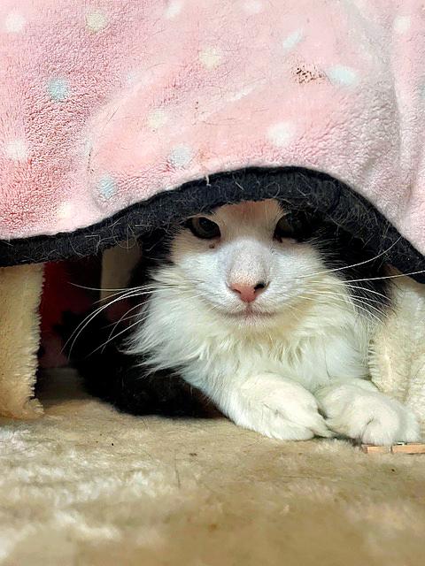 Enlarge Sammy, a Adoptable Domestic Long Hair in Pittsburgh, PA image 2/4