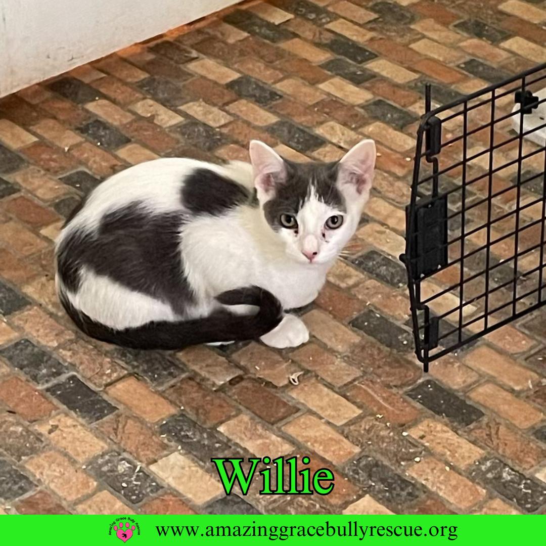 Willie, Adoptable, Young Male Domestic Short Hair.