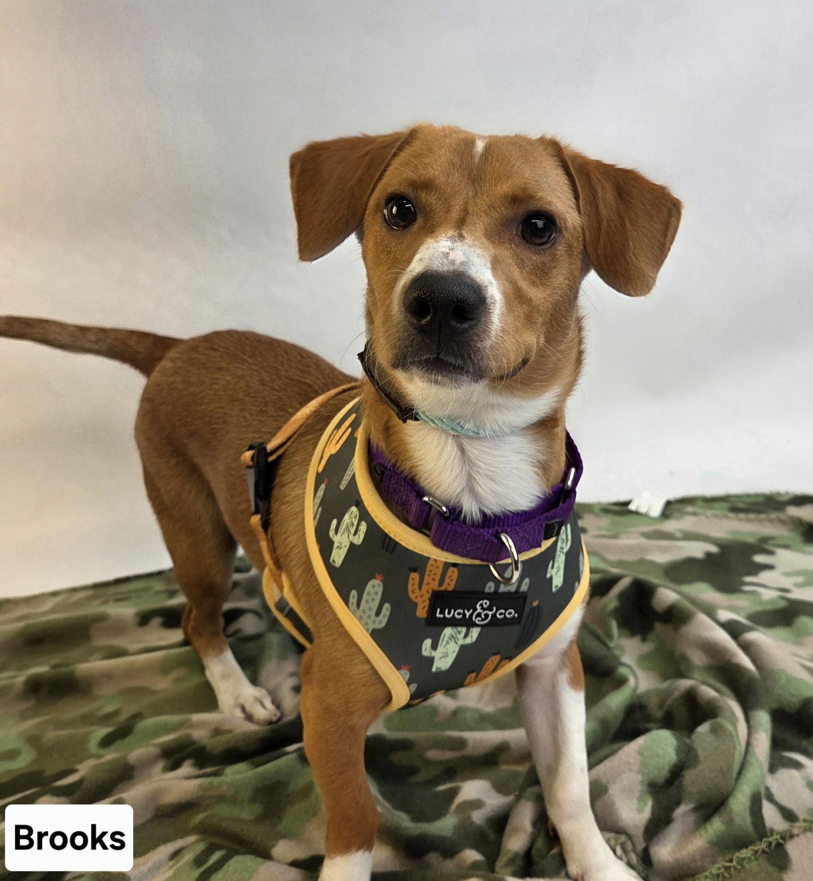 Brooks, a Adoptable mixed breed in St. Cloud, MN image 1/3