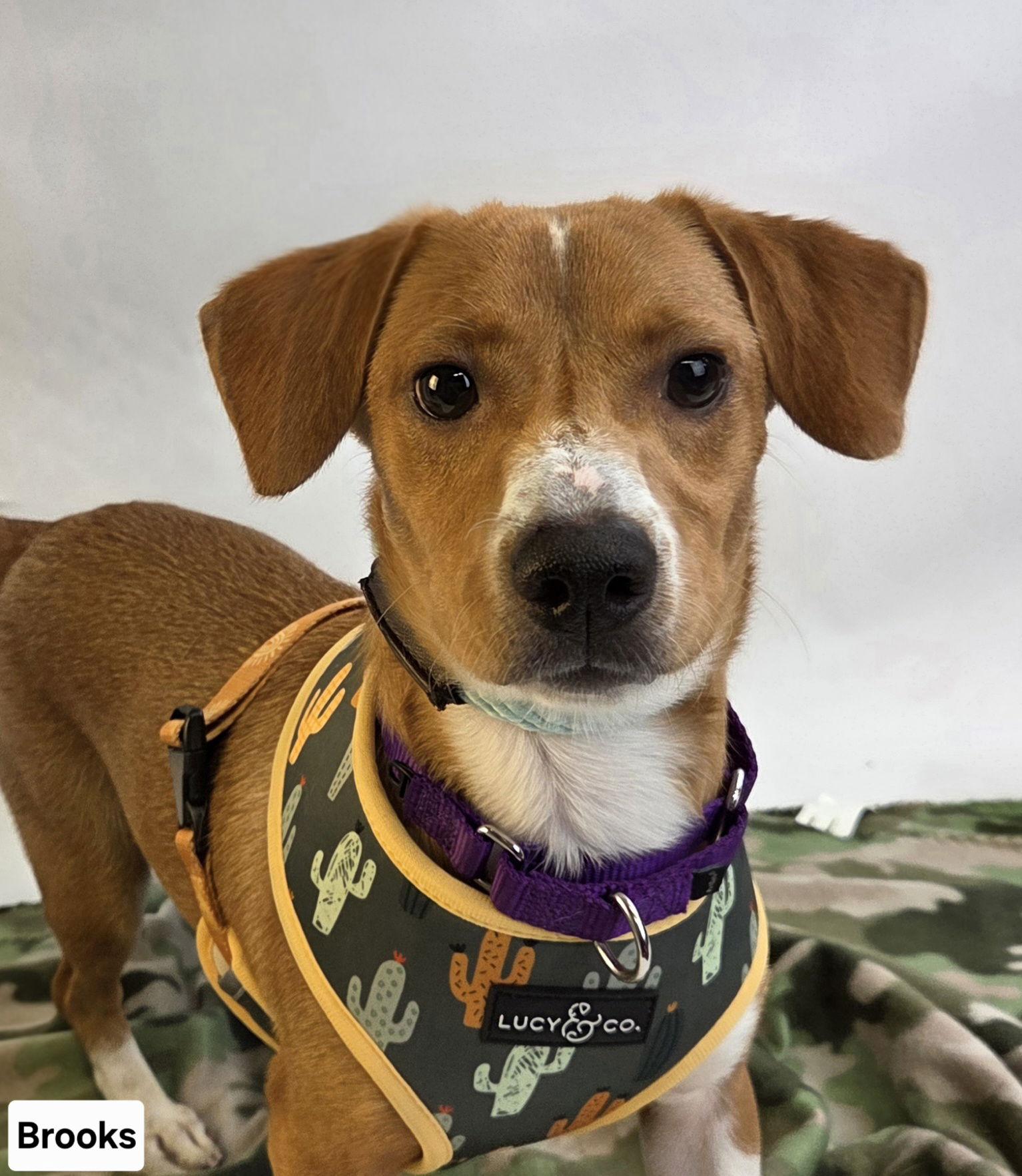 Brooks, a Adoptable mixed breed in St. Cloud, MN image 3/3