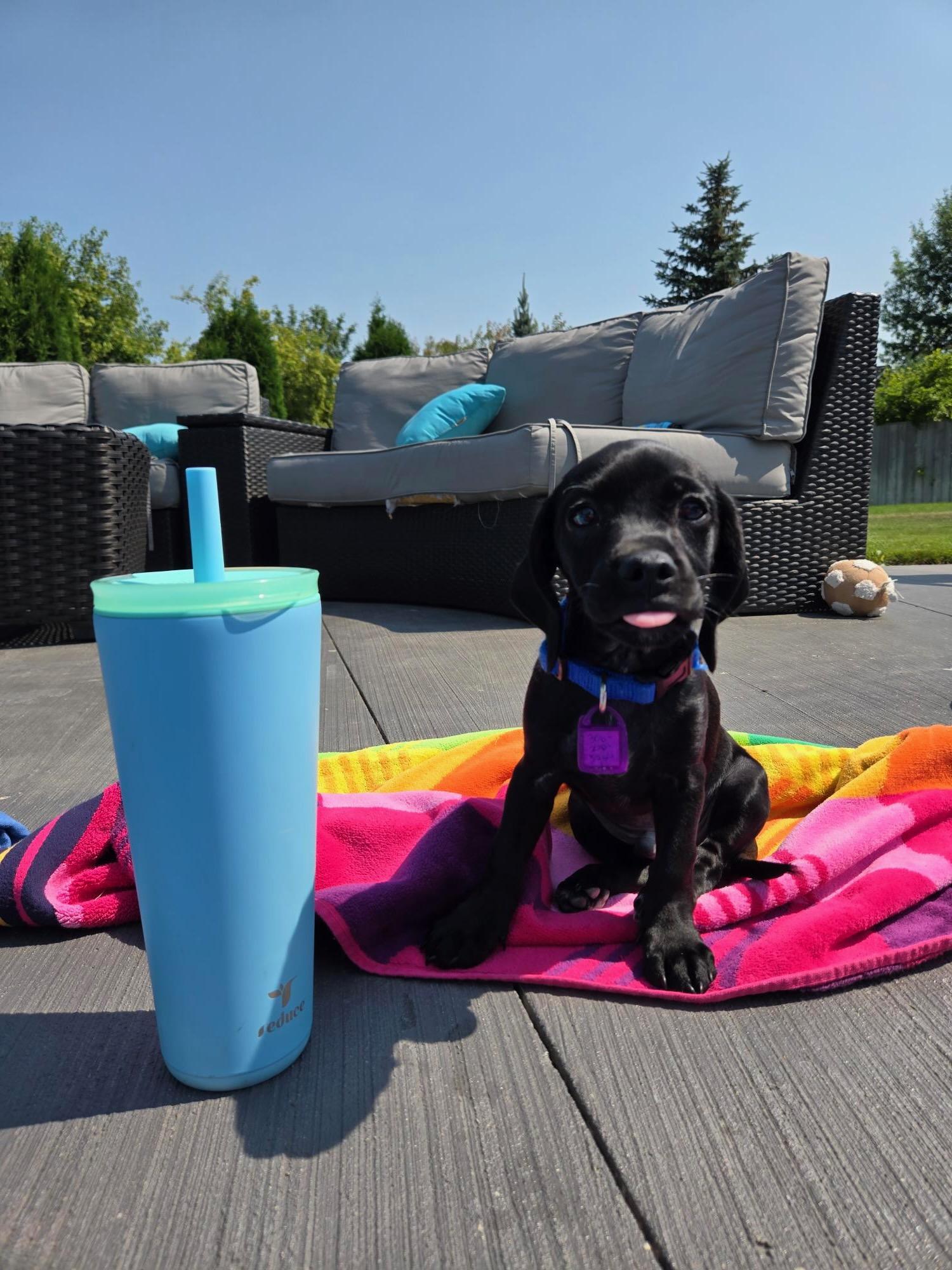 Crue-pending adoption no longer accepting applications, an adopted mixed breed in Saskatoon, SK image 2/5