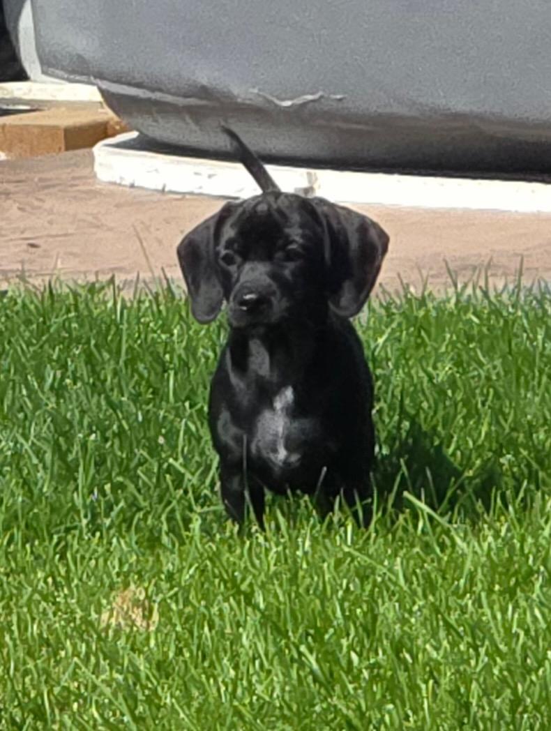 Crue-pending adoption no longer accepting applications, an adopted mixed breed in Saskatoon, SK image 3/5