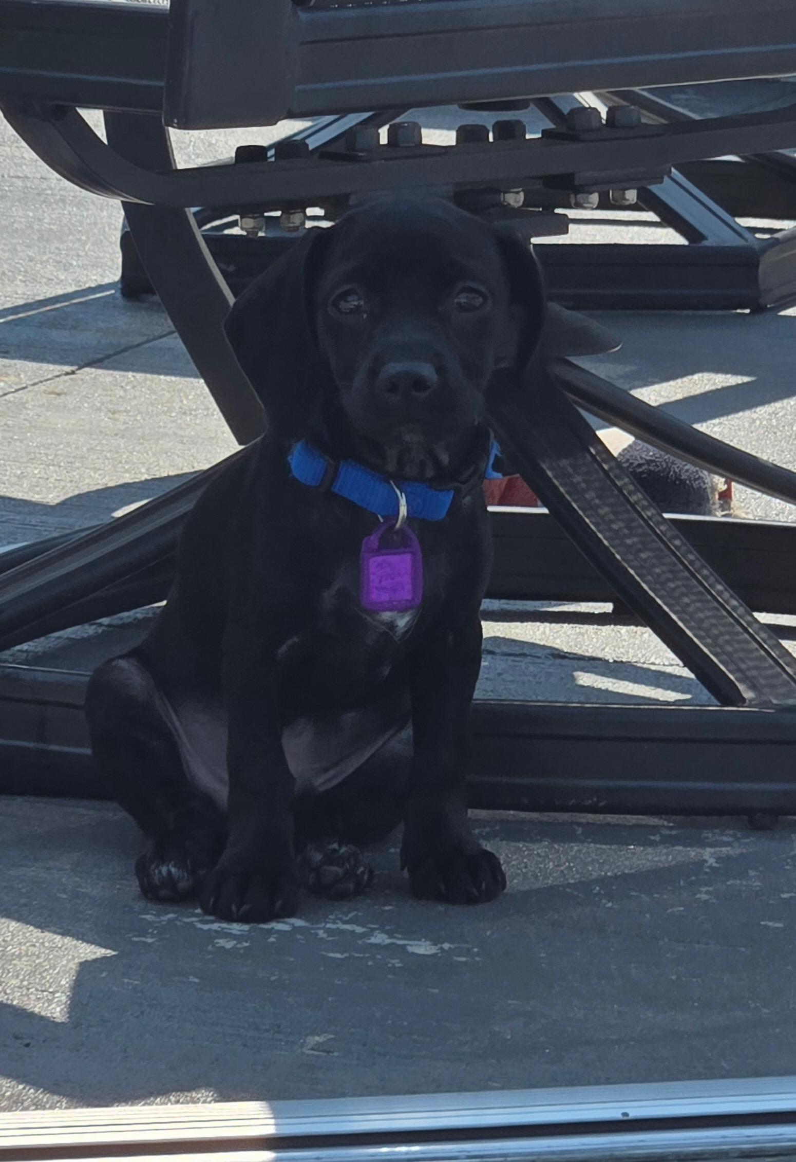 Crue-pending adoption no longer accepting applications, an adopted mixed breed in Saskatoon, SK image 4/5