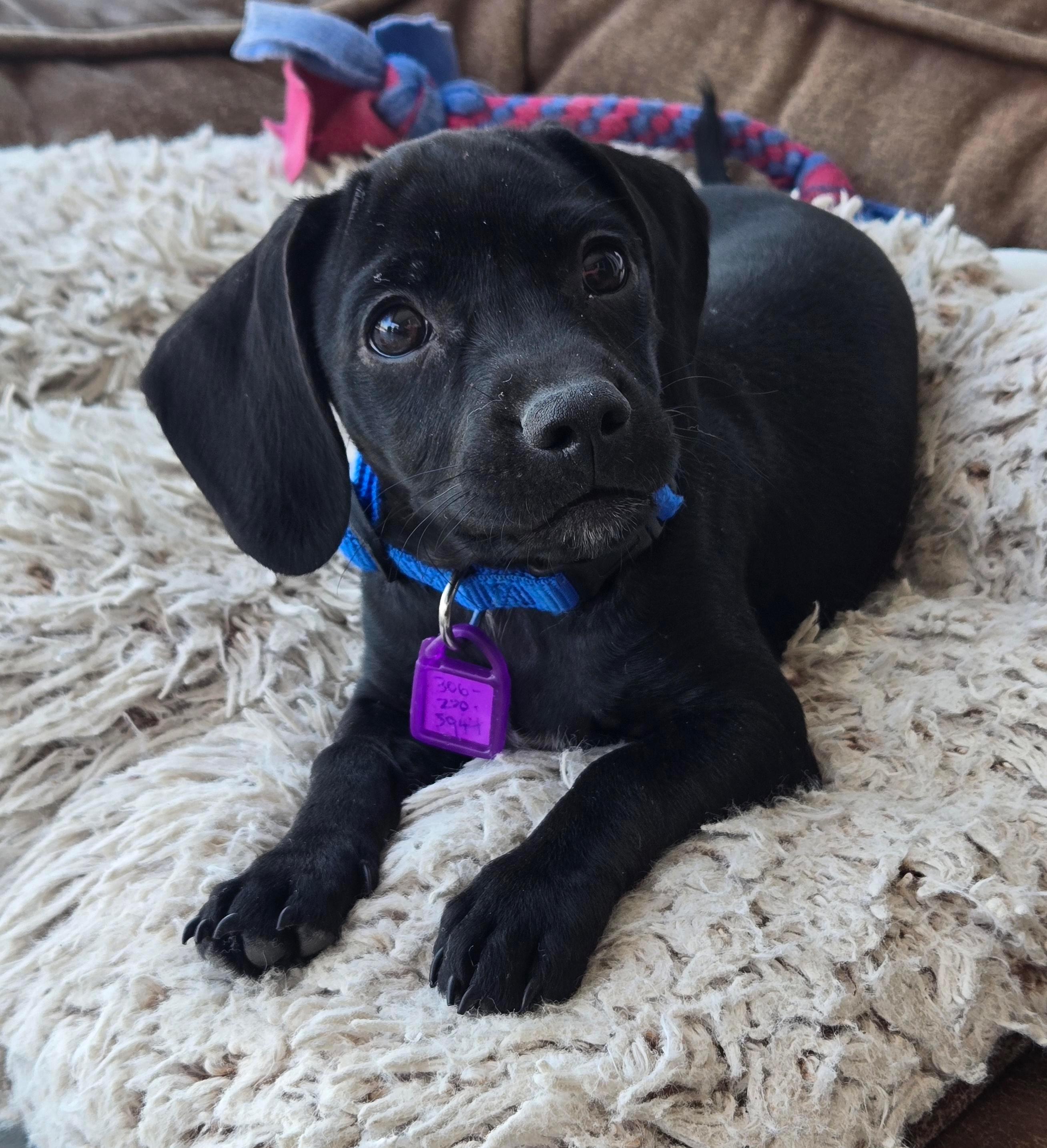 Crue-pending adoption no longer accepting applications, adopted, Puppy Male Chihuahua & Cocker Spaniel.