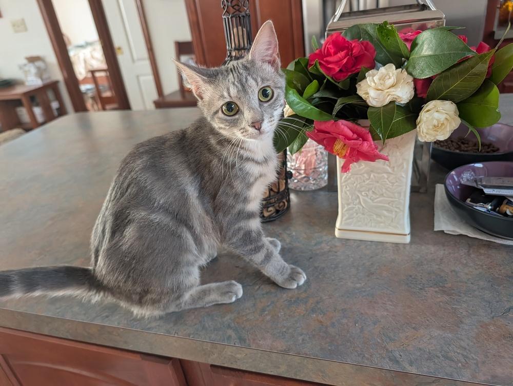 Wren, Adoptable, Kitten Female Domestic Short Hair.