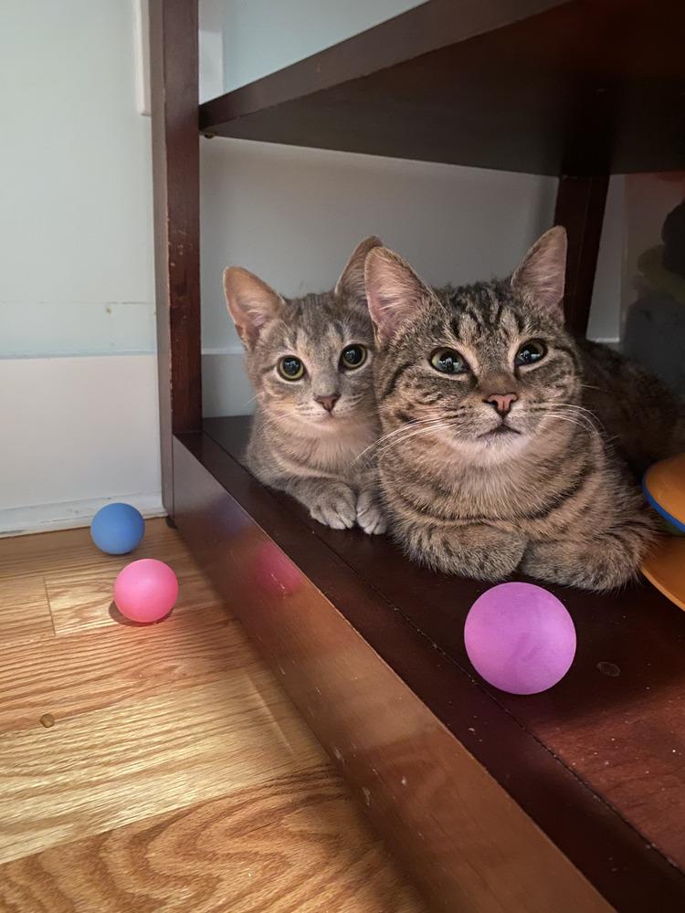 Enlarge Wren, a Adoptable Domestic Short Hair in Louisa, VA image 2/6