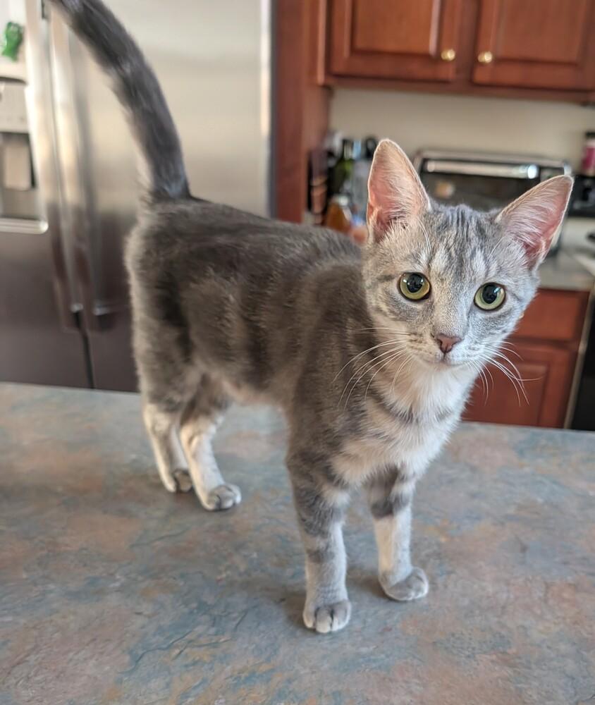 Enlarge Wren, a Adoptable Domestic Short Hair in Louisa, VA image 3/6