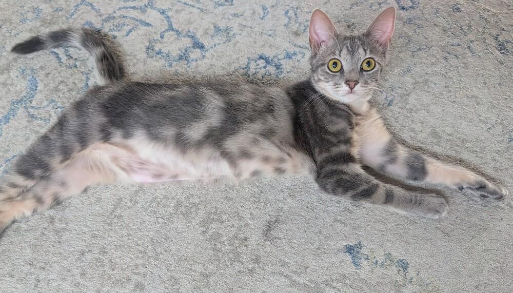 Enlarge Wren, a Adoptable Domestic Short Hair in Louisa, VA image 5/6