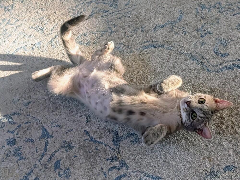 Enlarge Wren, a Adoptable Domestic Short Hair in Louisa, VA image 6/6