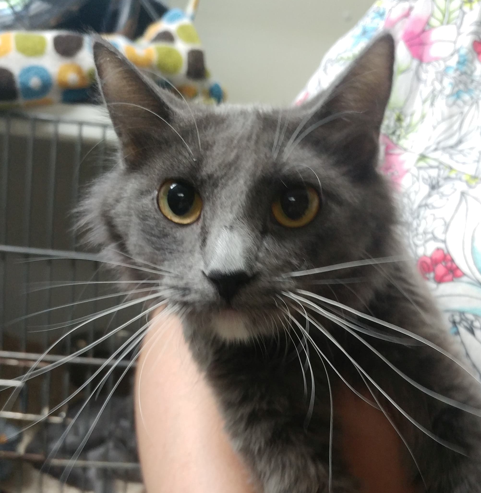 Julie, Adoptable, Adult Female Domestic Medium Hair.
