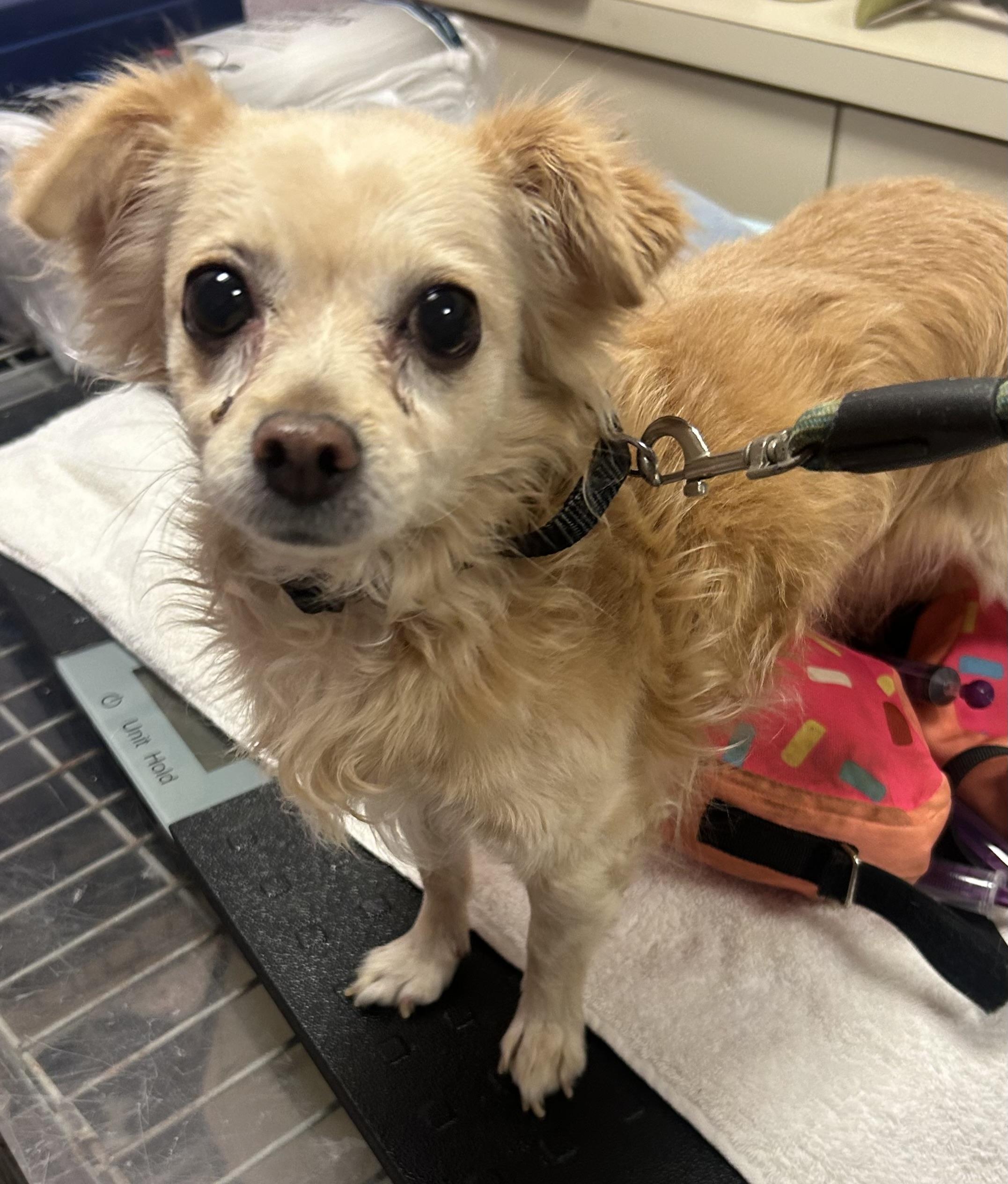 Enlarge Diego, a Adoptable Chihuahua in Oak Ridge, NJ image 2/3
