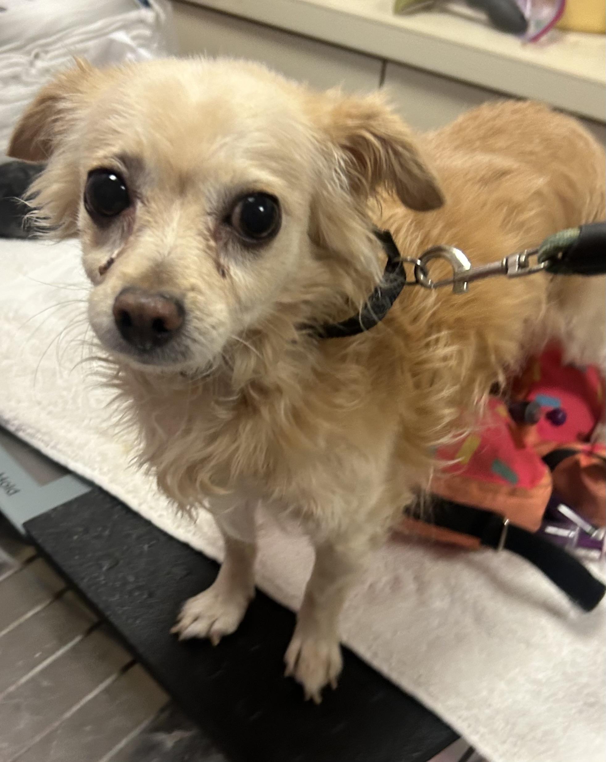 Enlarge Diego, a Adoptable Chihuahua in Oak Ridge, NJ image 1/3