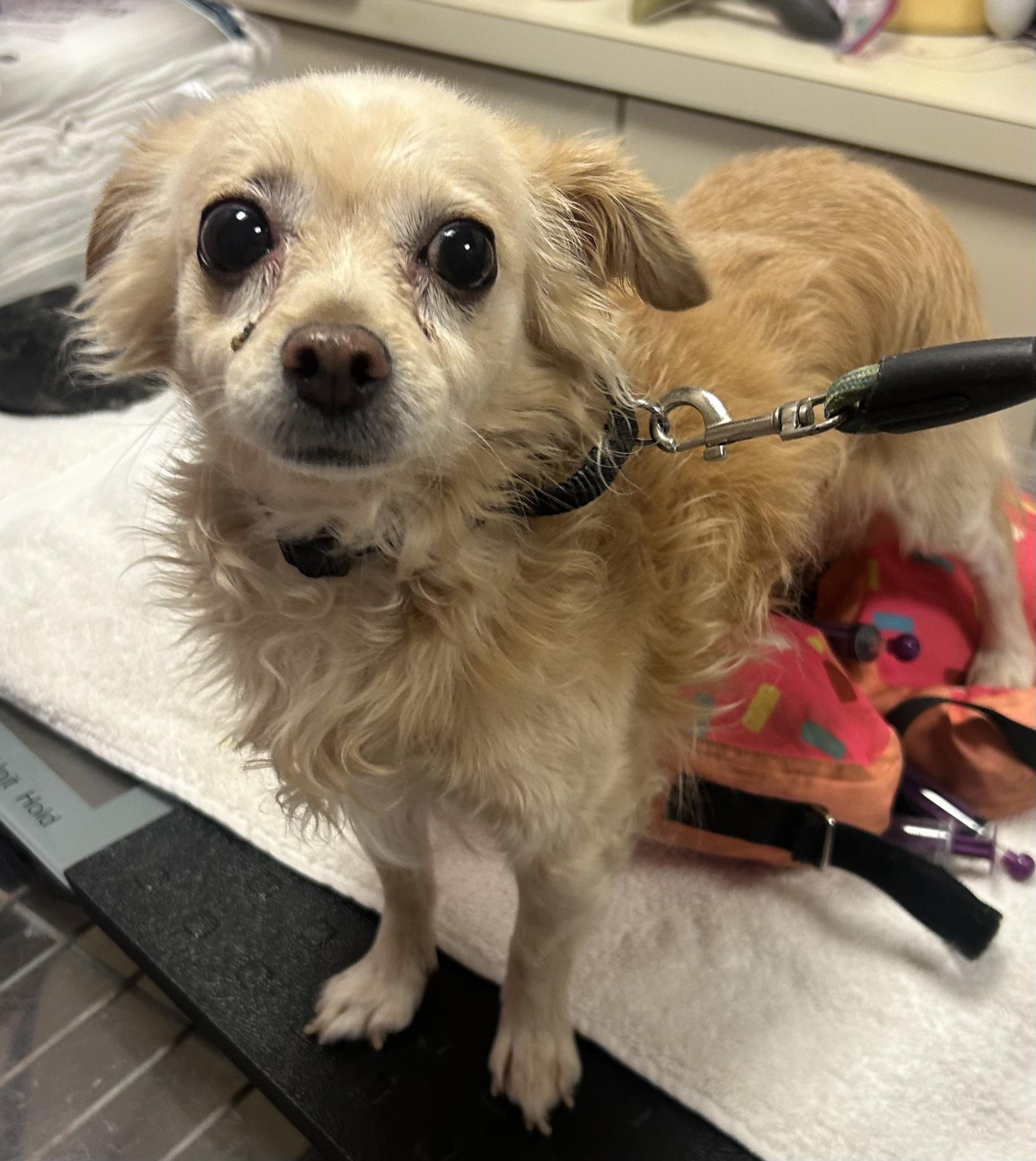 Enlarge Diego, a Adoptable Chihuahua in Oak Ridge, NJ image 3/3