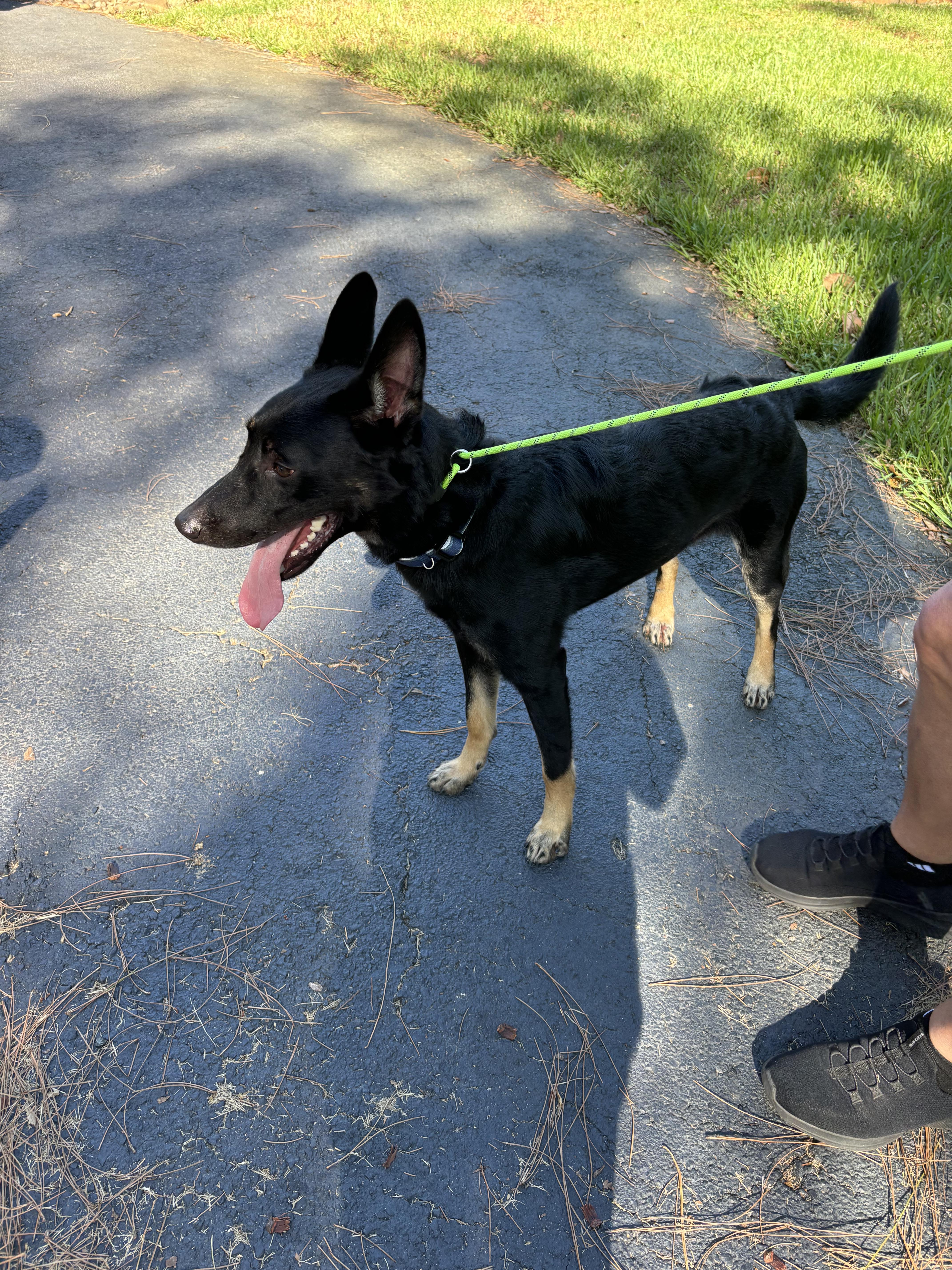 Jack, Adoptable, Adult Male German Shepherd Dog.