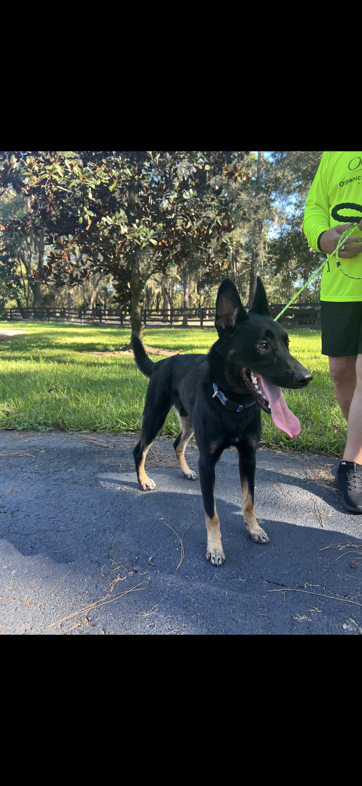 Jack, a Adoptable German Shepherd Dog in Oviedo, FL image 2/4
