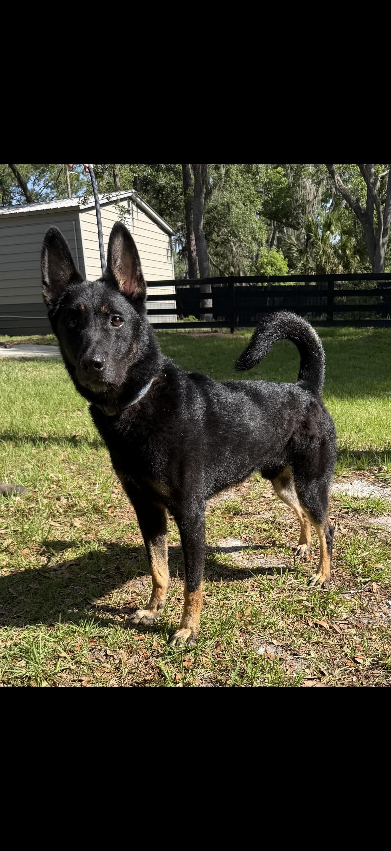 Jack, a Adoptable German Shepherd Dog in Oviedo, FL image 3/5