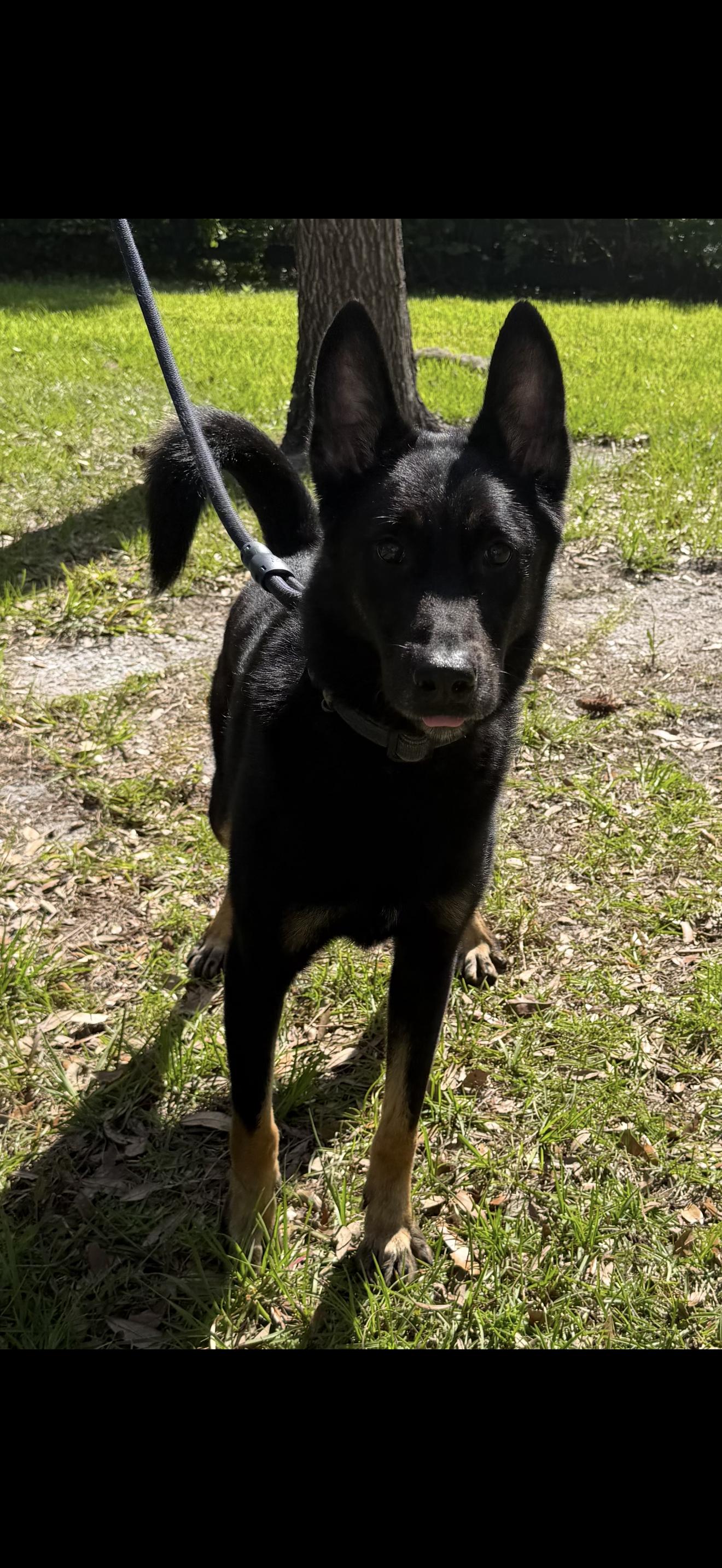 Jack, a Adoptable German Shepherd Dog in Oviedo, FL image 5/5