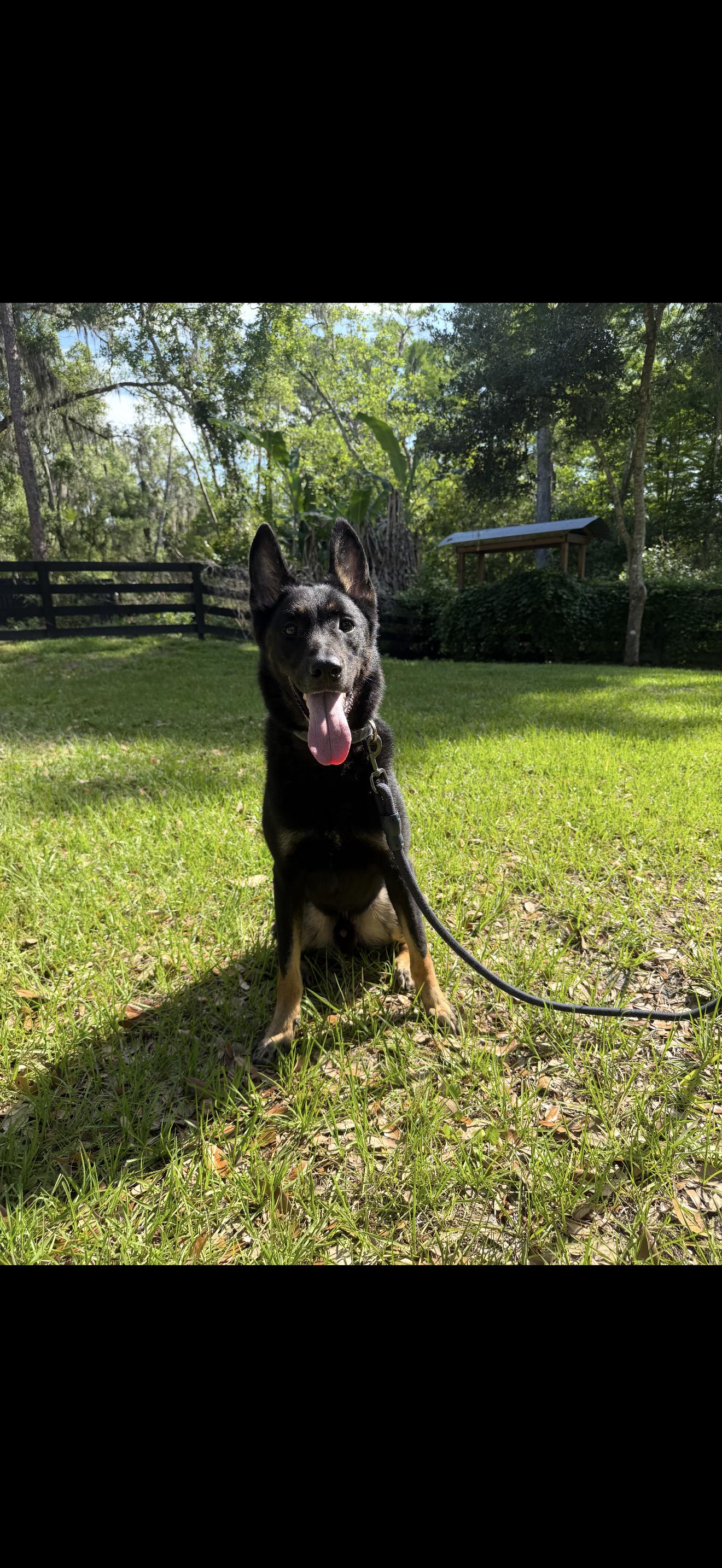 Jack, a Adoptable German Shepherd Dog in Oviedo, FL image 4/5