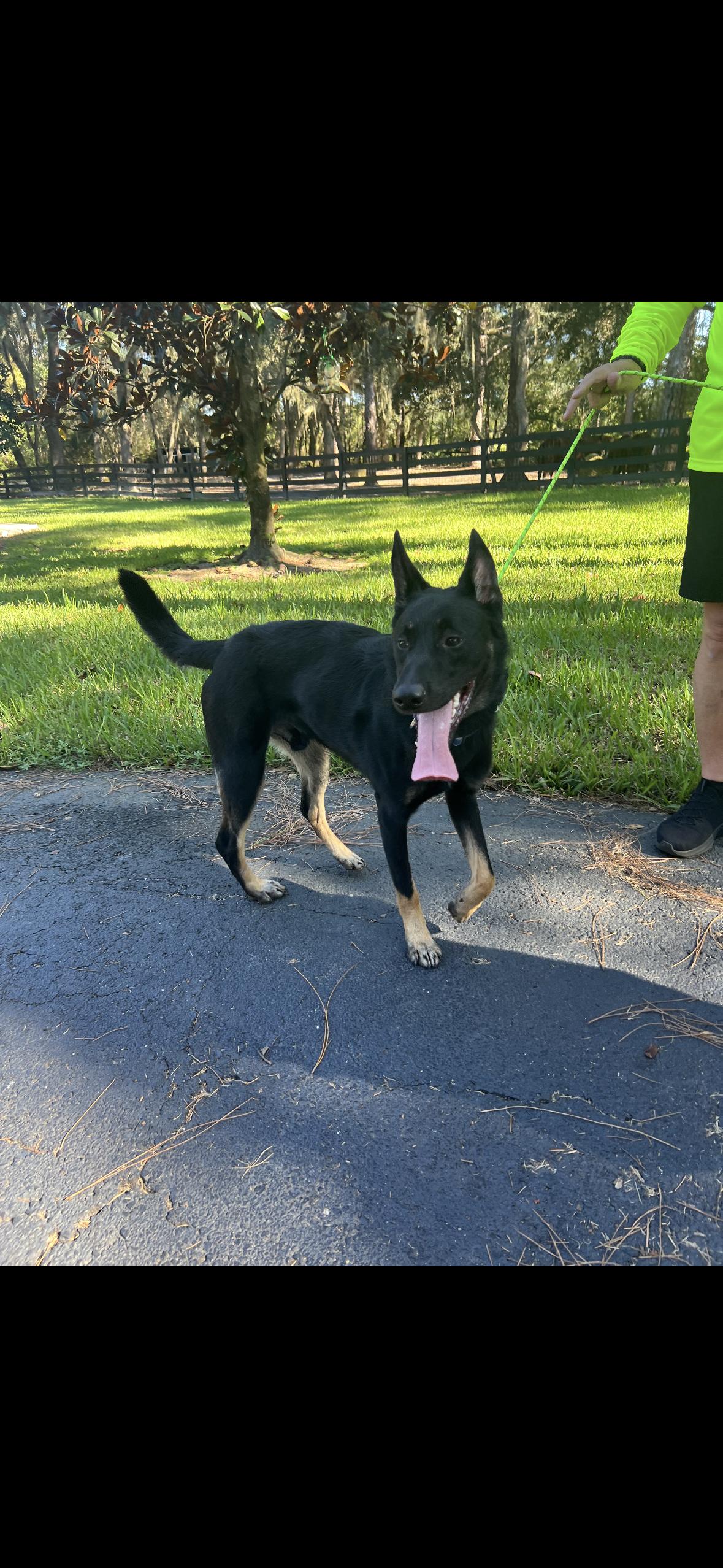 Jack, a Adoptable German Shepherd Dog in Oviedo, FL image 3/4