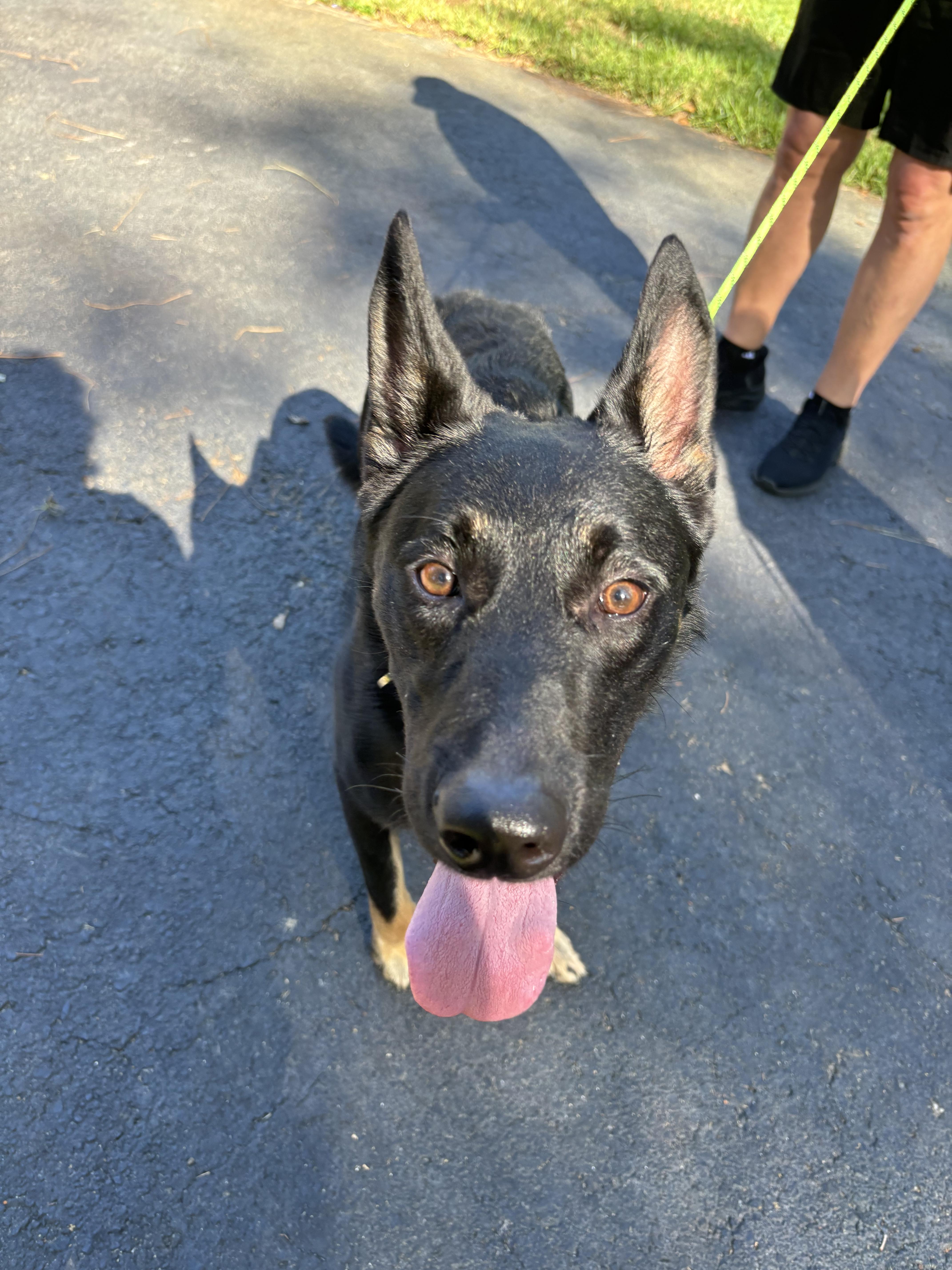 Jack, a Adoptable German Shepherd Dog in Oviedo, FL image 4/4