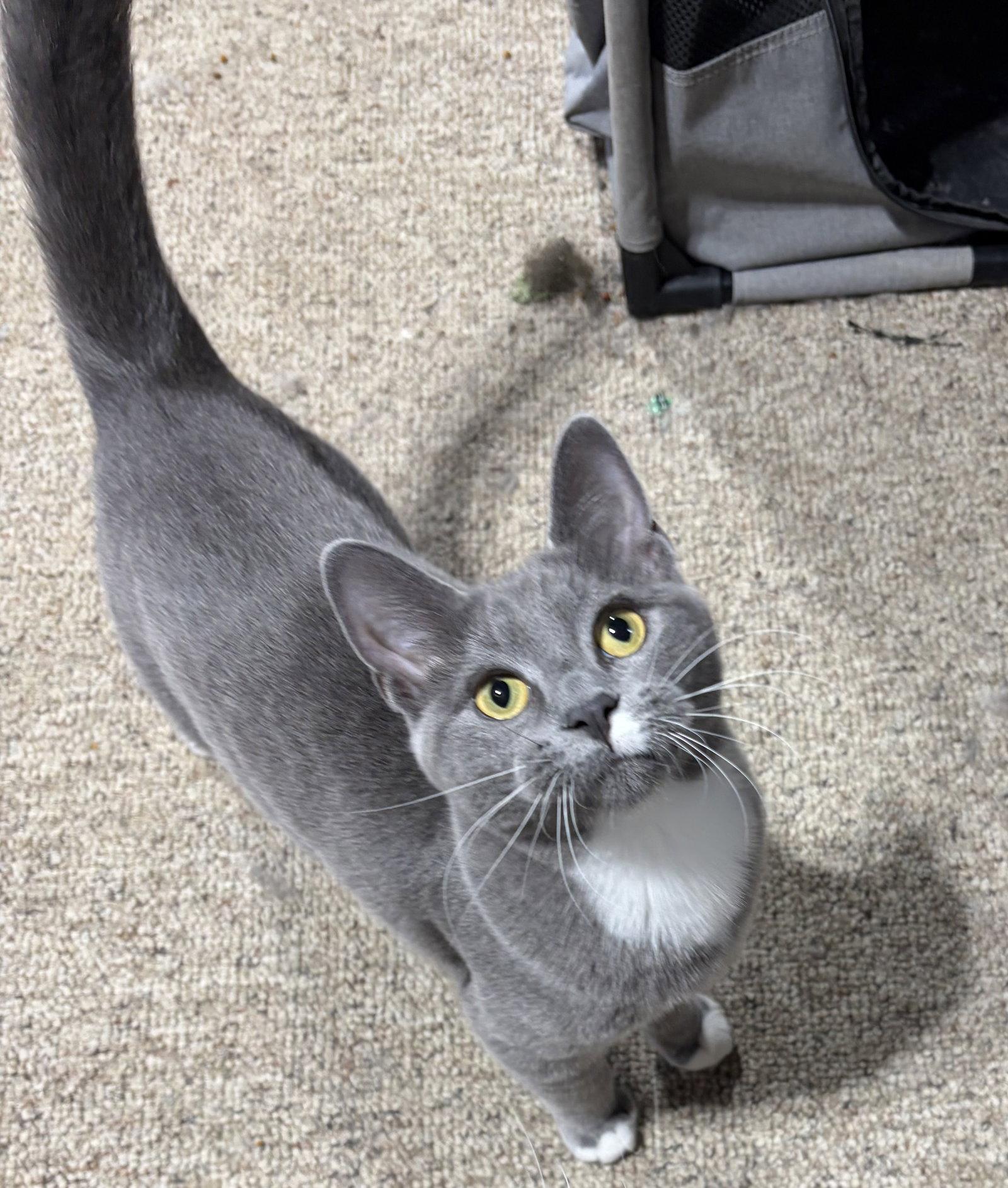 Enlarge Wren, a Adoptable Domestic Short Hair in Rootstown, OH image 1/3