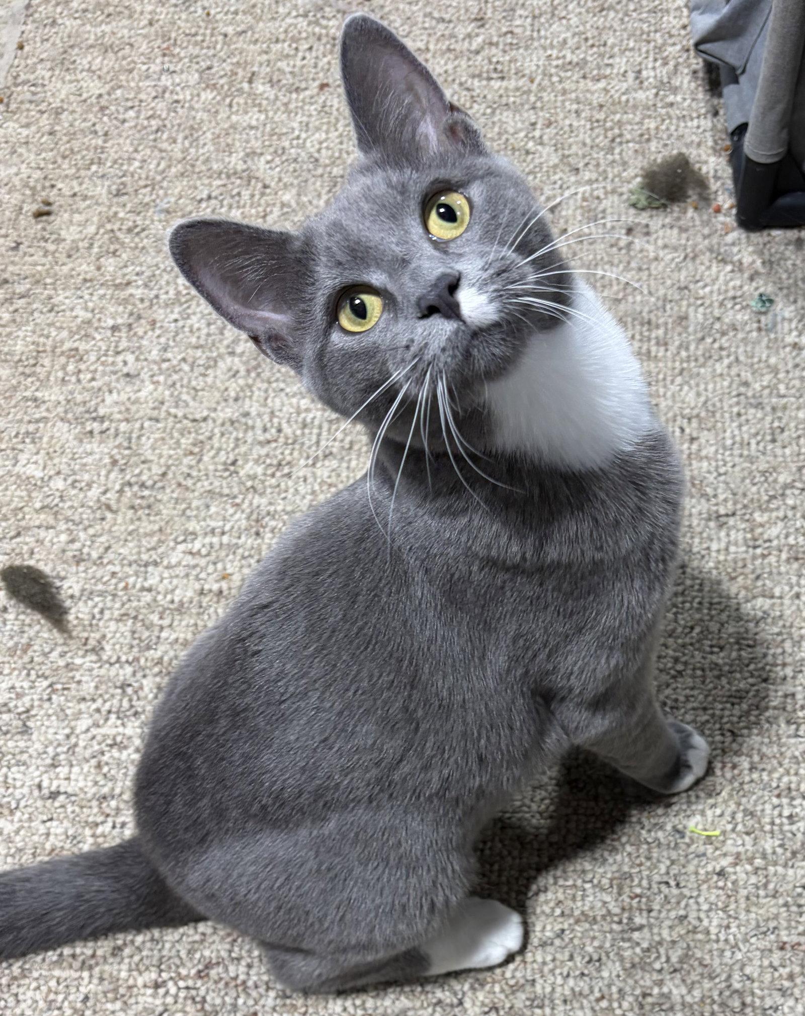 Enlarge Wren, a Adoptable Domestic Short Hair in Rootstown, OH image 2/3