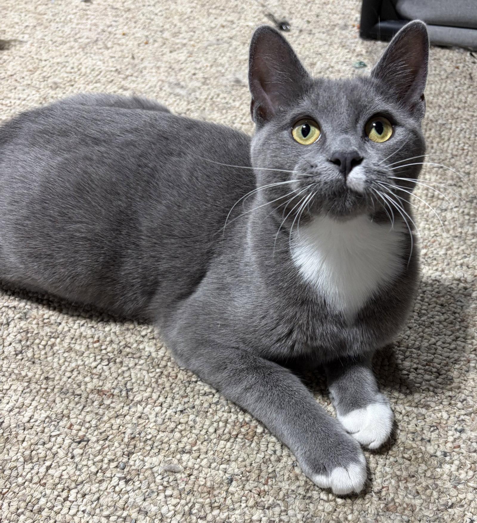 Enlarge Wren, a Adoptable Domestic Short Hair in Rootstown, OH image 3/3