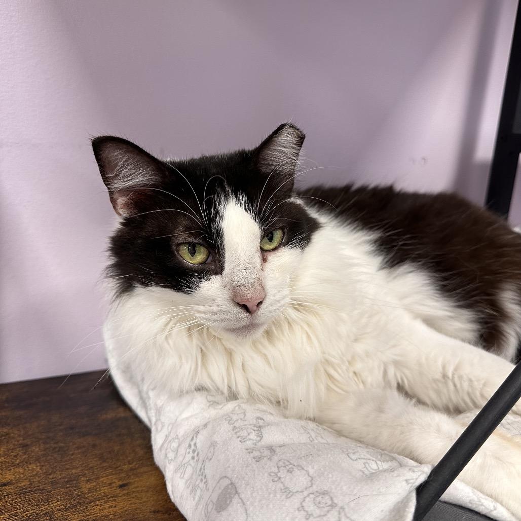Minnie, Adoptable, Adult Female Domestic Medium Hair.
