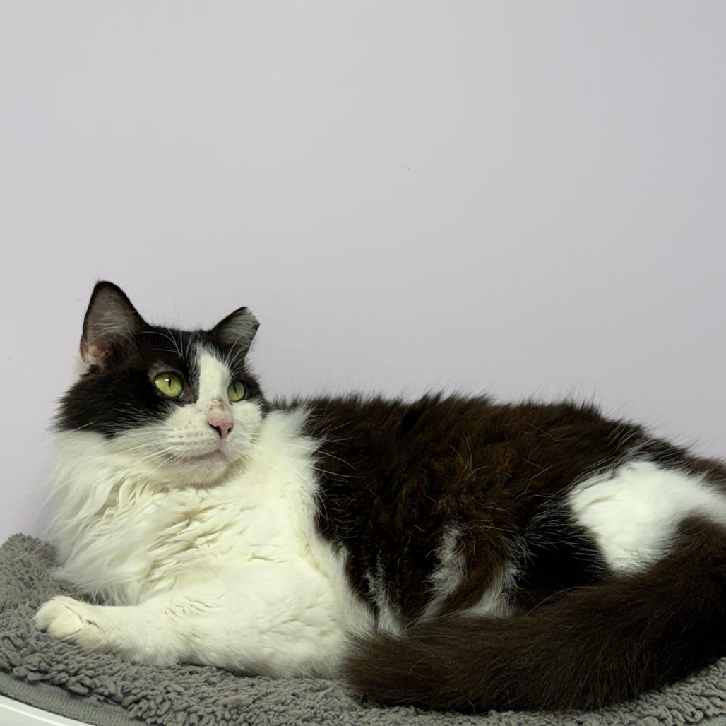 Enlarge Minnie, a Adoptable Domestic Medium Hair in Boston, MA image 2/6