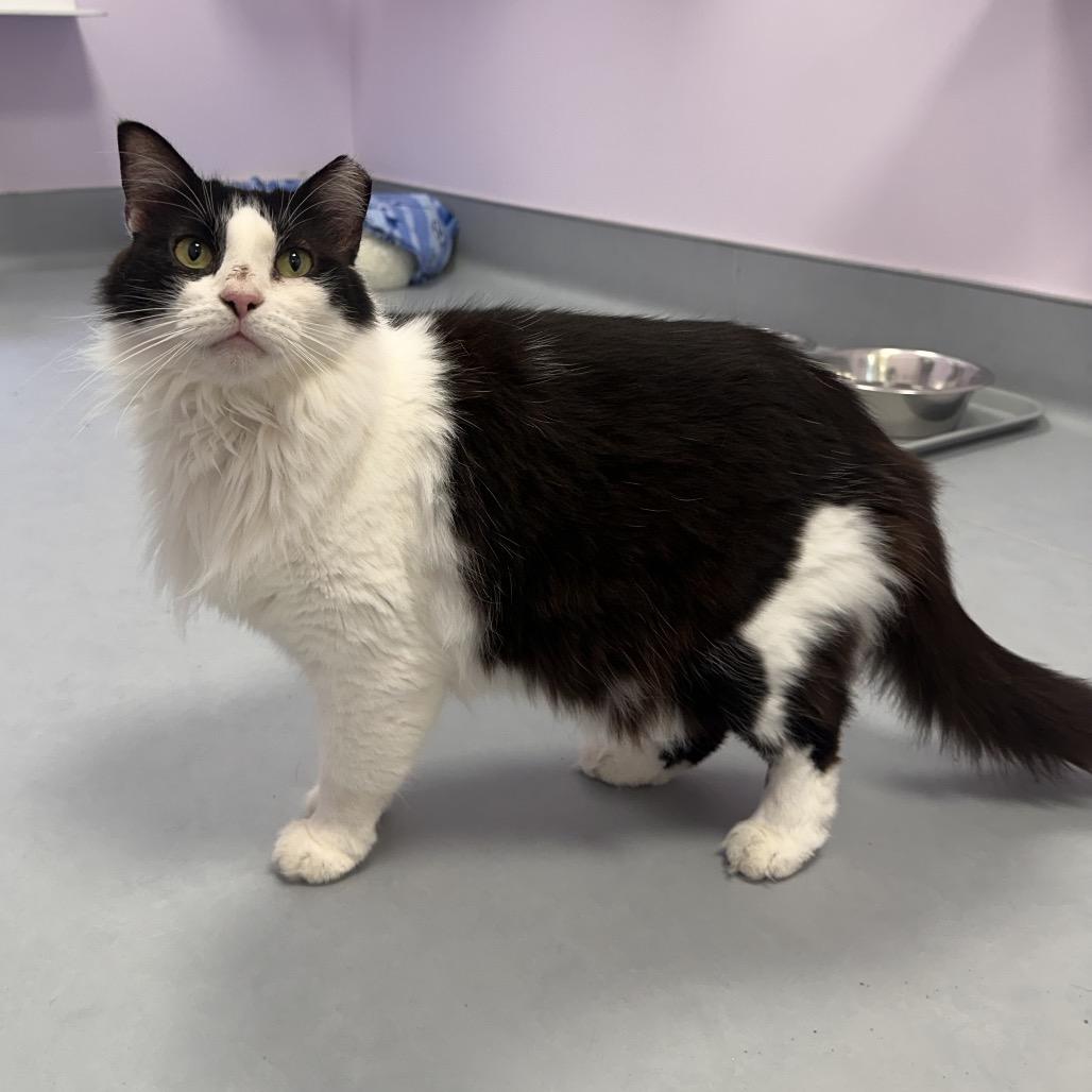Enlarge Minnie, a Adoptable Domestic Medium Hair in Boston, MA image 3/6