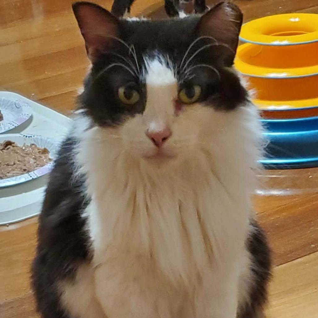 Enlarge Minnie, a Adoptable Domestic Medium Hair in Boston, MA image 4/6