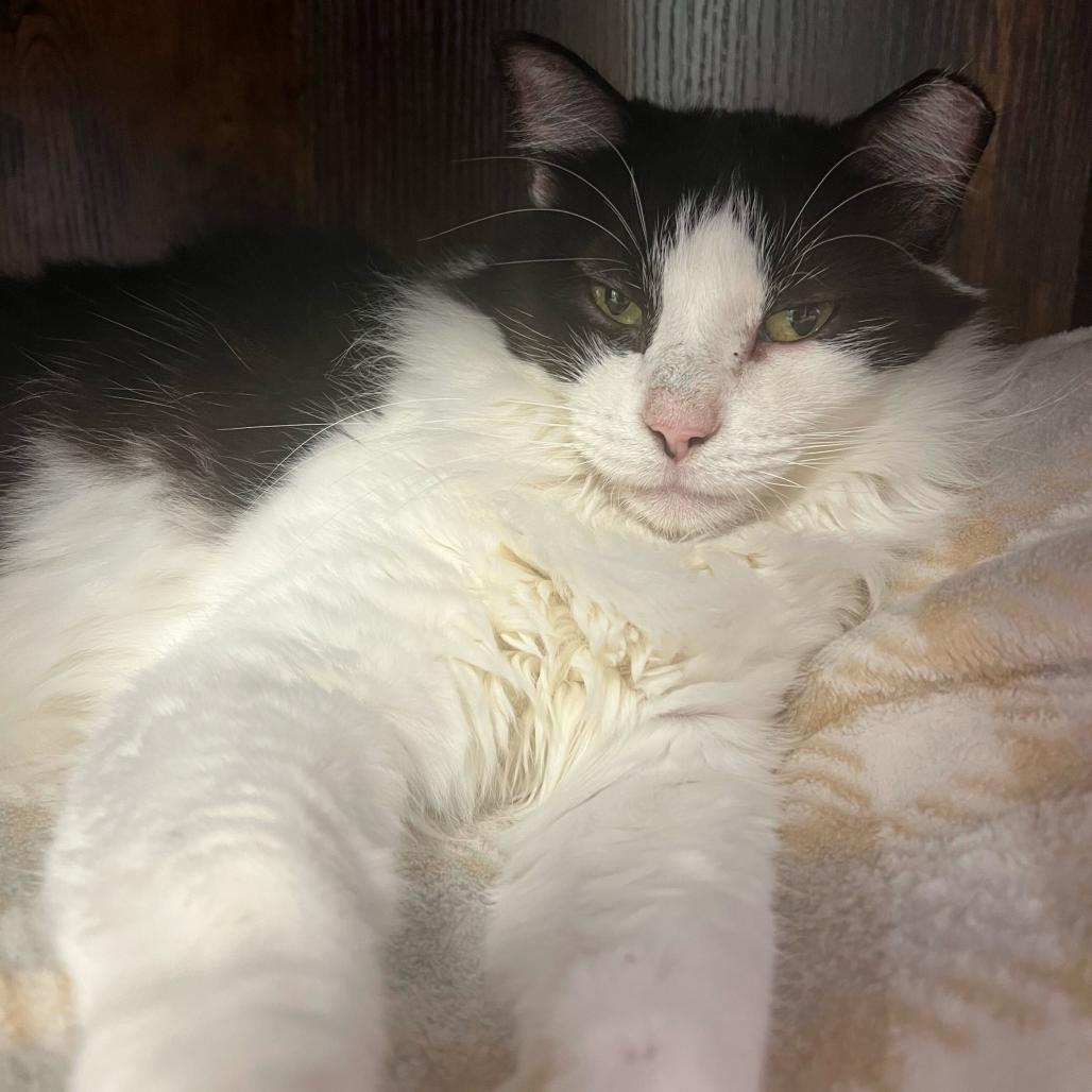 Enlarge Minnie, a Adoptable Domestic Medium Hair in Boston, MA image 5/6