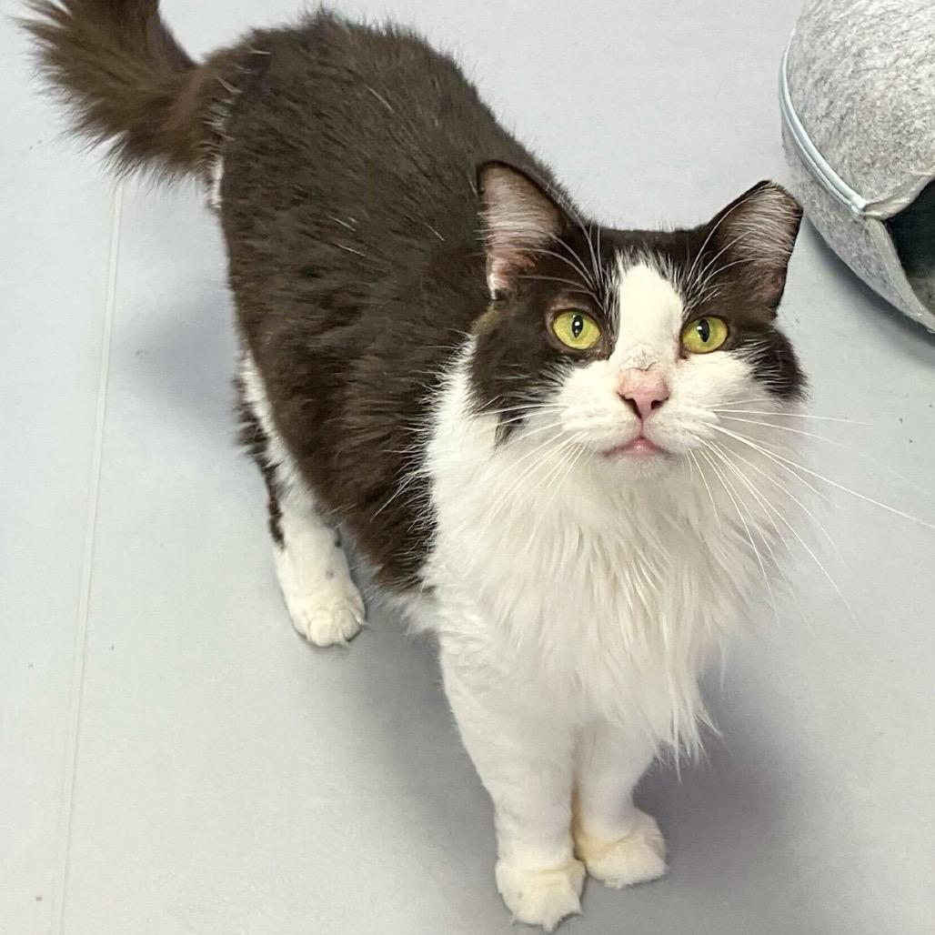Enlarge Minnie, a Adoptable Domestic Medium Hair in Boston, MA image 6/6