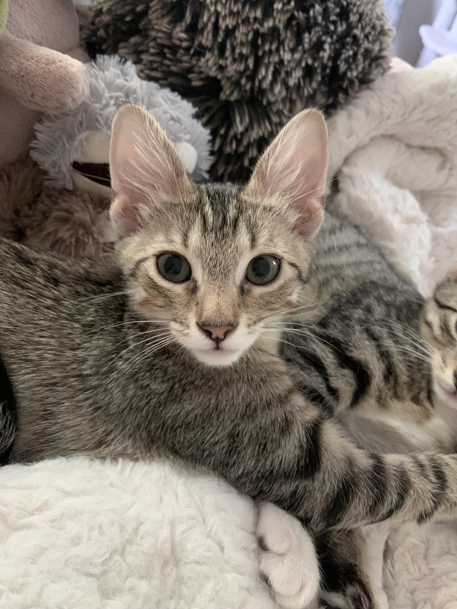 Enlarge Bernie Federko, a Adopted American Shorthair in Eureka, MO image 1/3