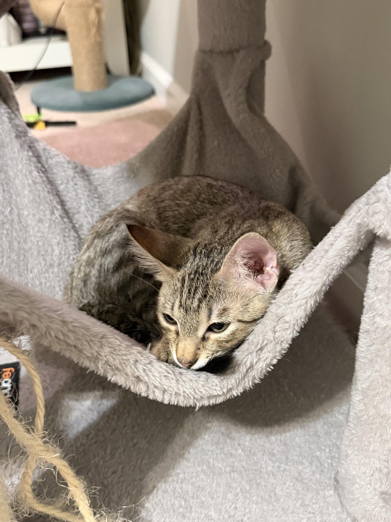 Enlarge Bernie Federko, a Adopted American Shorthair in Eureka, MO image 3/3
