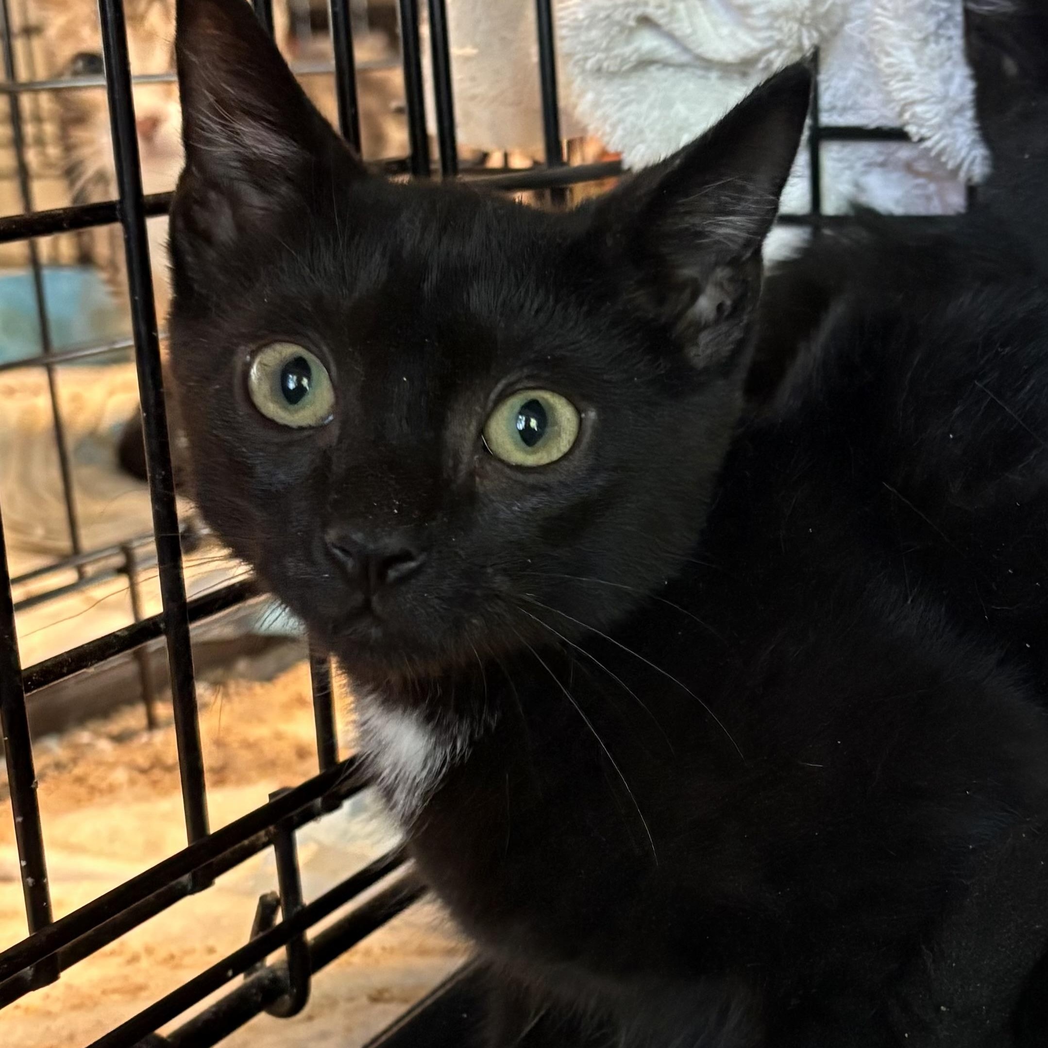Enlarge Marlon, a Adoptable Domestic Short Hair in Roslyn Heights, NY image 1/1