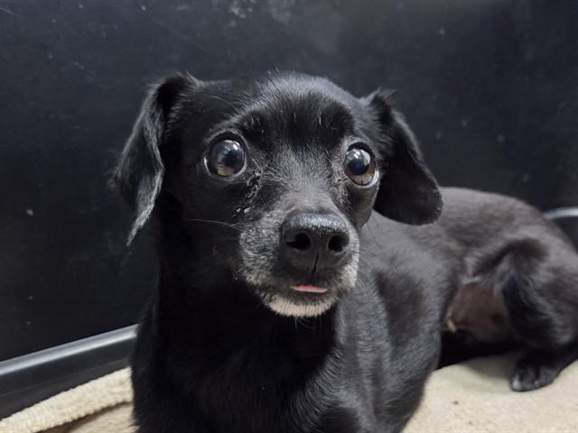 COUS COUS, adopted, Adult Female Chihuahua & Dachshund.