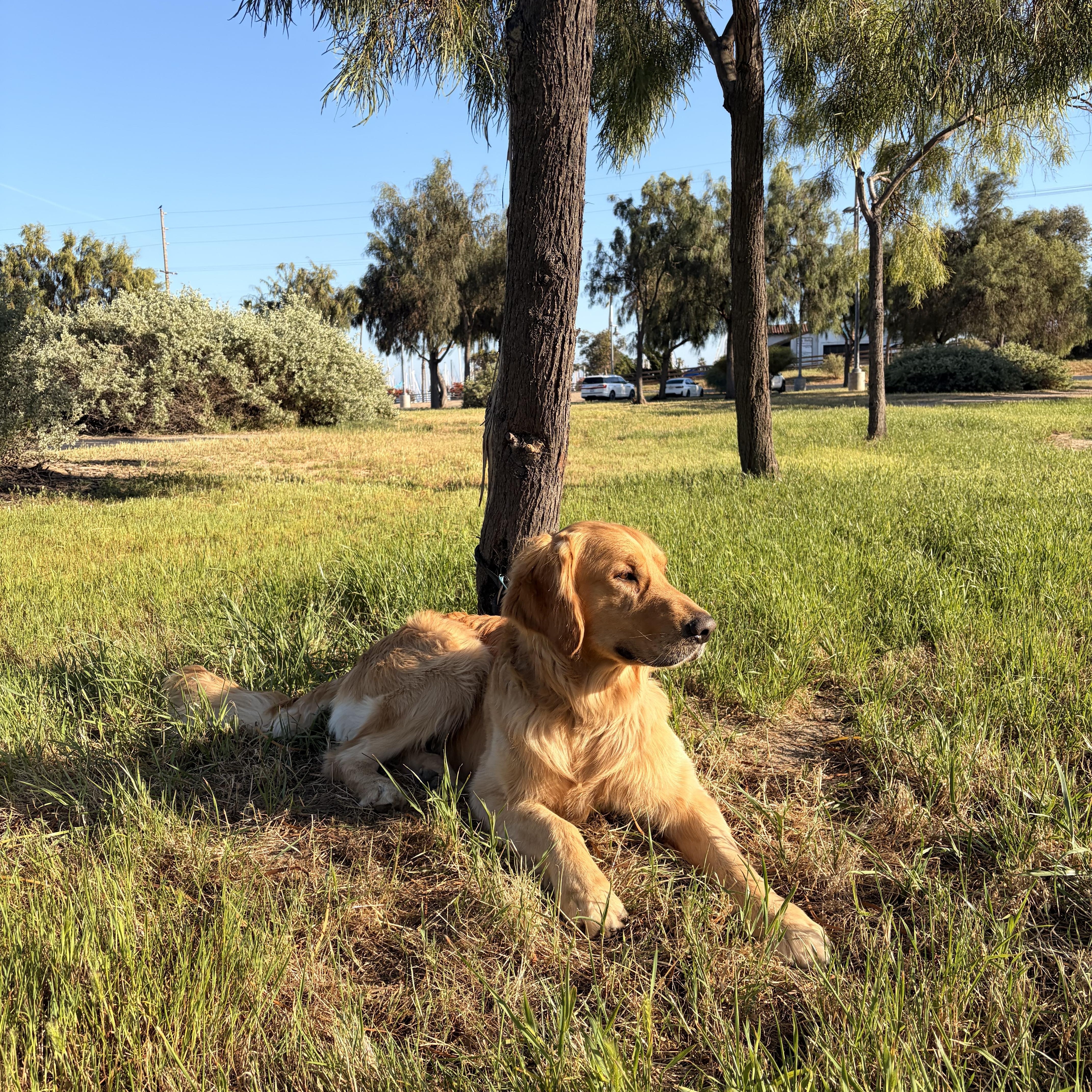 Enlarge Levi , a ADOPTABLE Golden Retriever in Torrance, CA image 2/4
