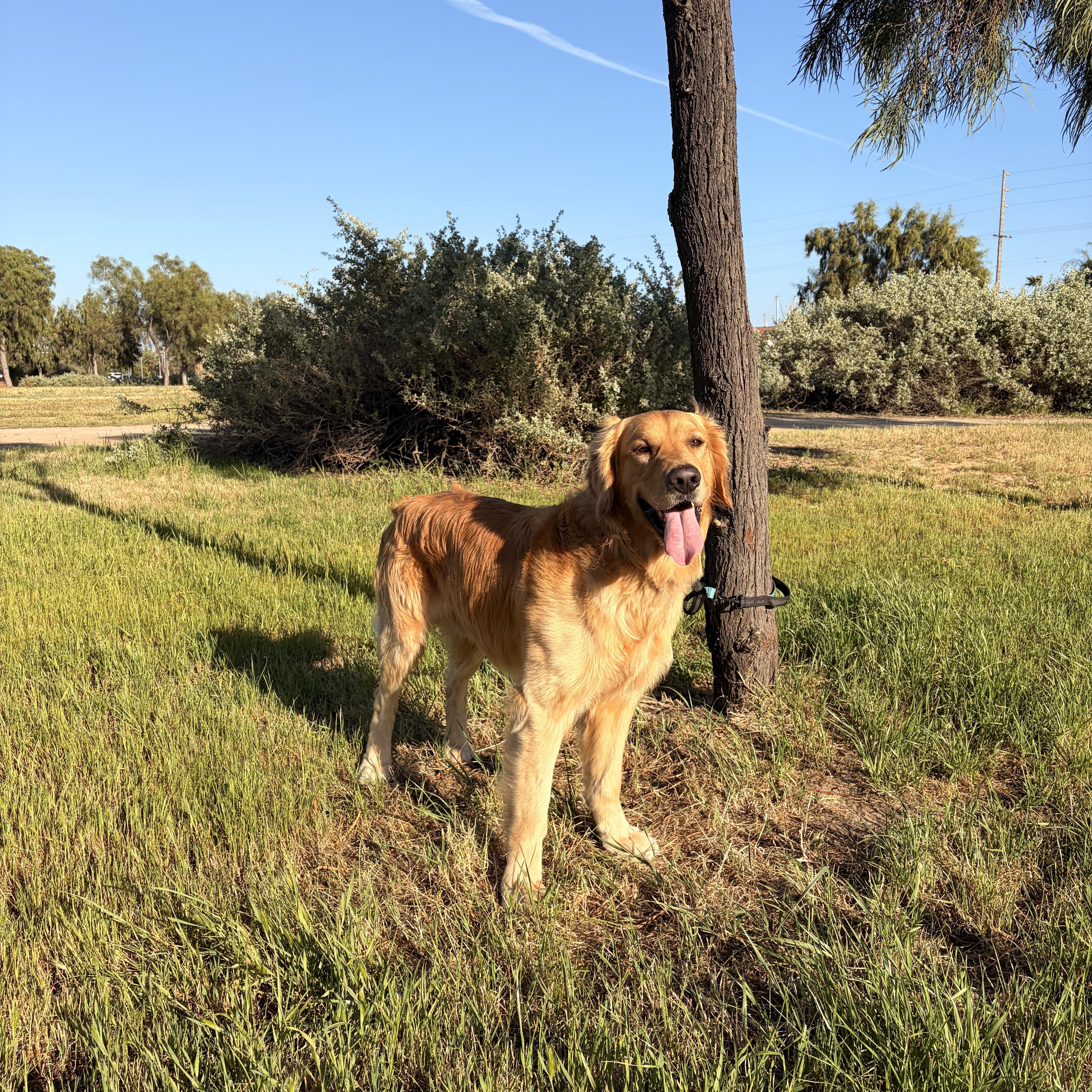 Enlarge Levi , a ADOPTABLE Golden Retriever in Torrance, CA image 4/4
