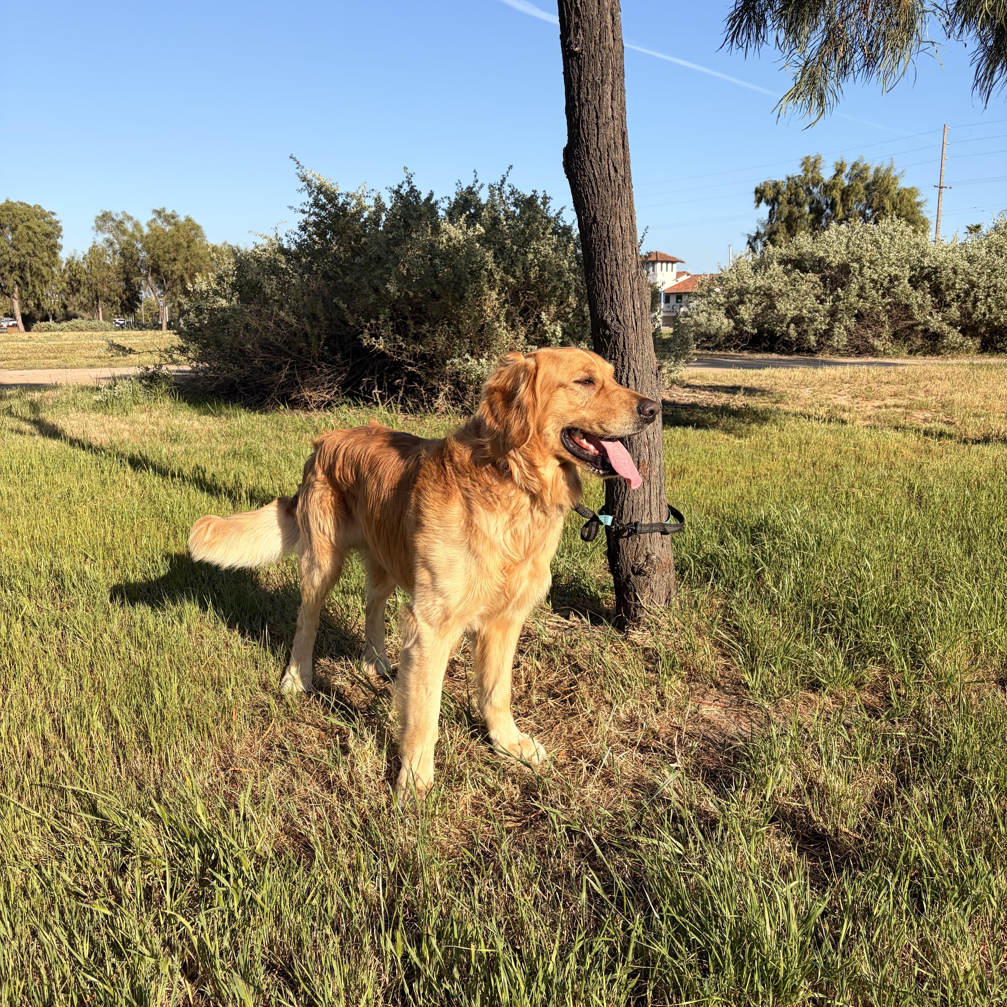 Enlarge Levi , a ADOPTABLE Golden Retriever in Torrance, CA image 3/4