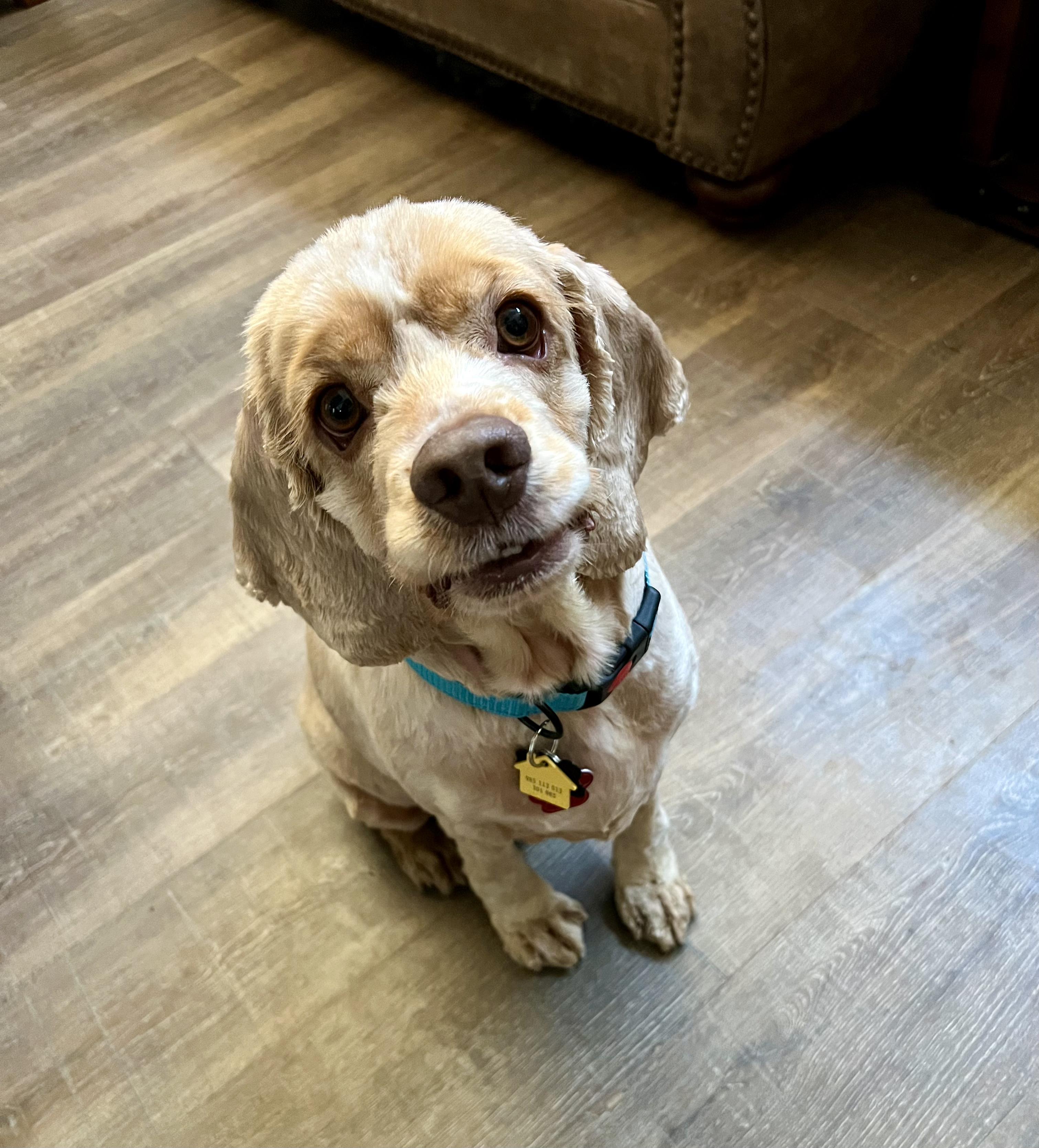 Enlarge Aton, a Adopted Cocker Spaniel in Cape Coral, FL image 1/2