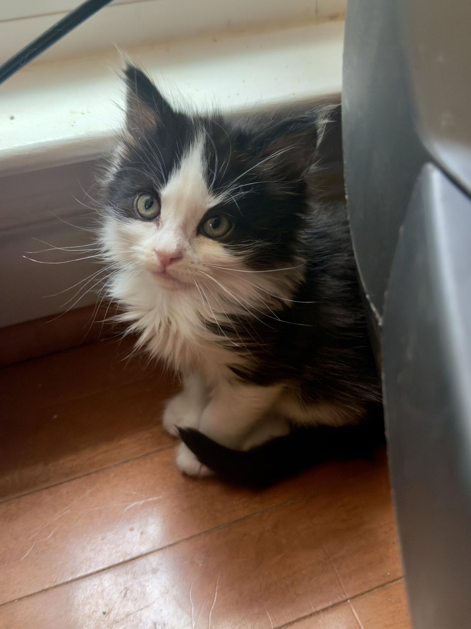 Espeon, Adoptable, Young Female Domestic Short Hair.