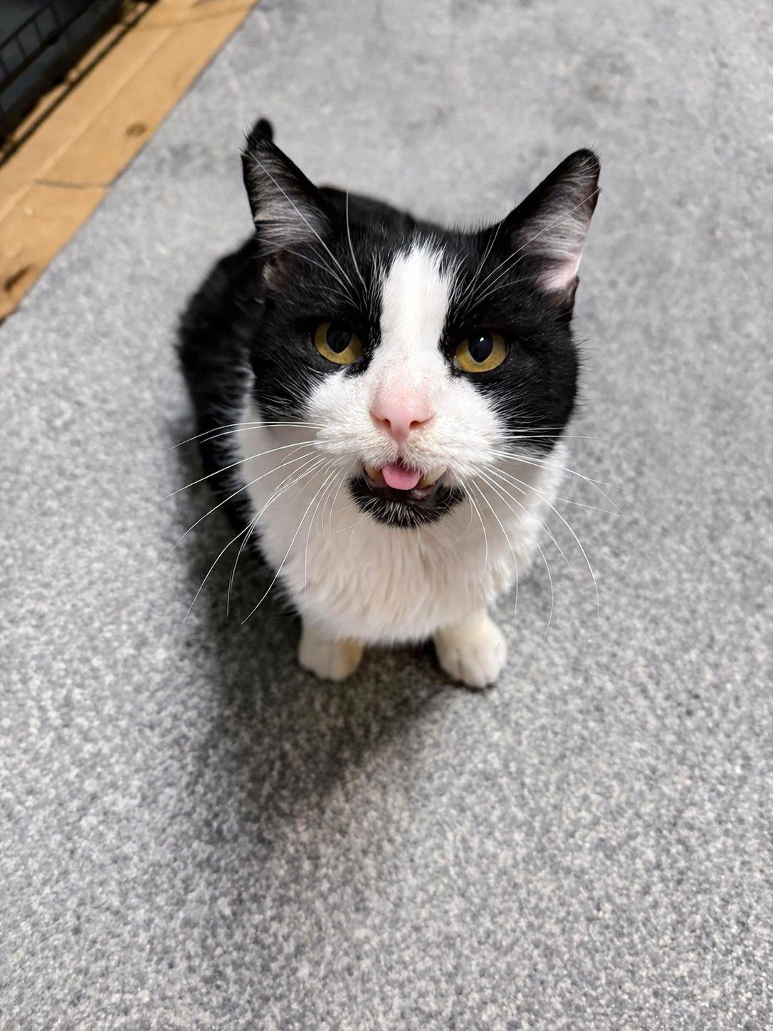 Steiner, a ADOPTABLE Domestic Short Hair in Fort Worth, TX image 1/2