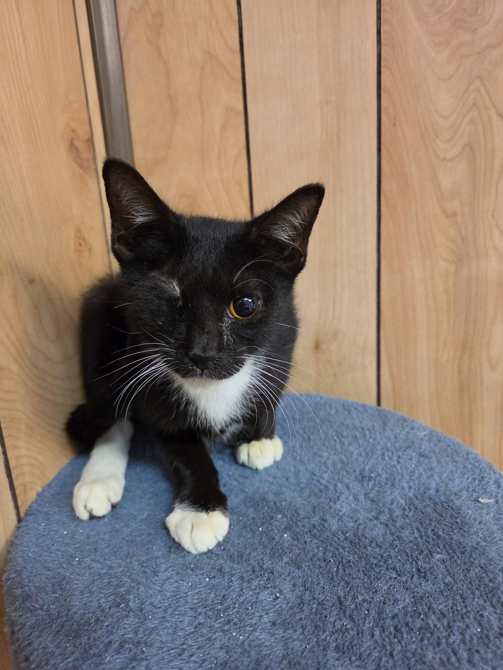 Butch 6.9.26 (Med-Waiver), Adoptable, Kitten Male Tuxedo & Domestic Short Hair.