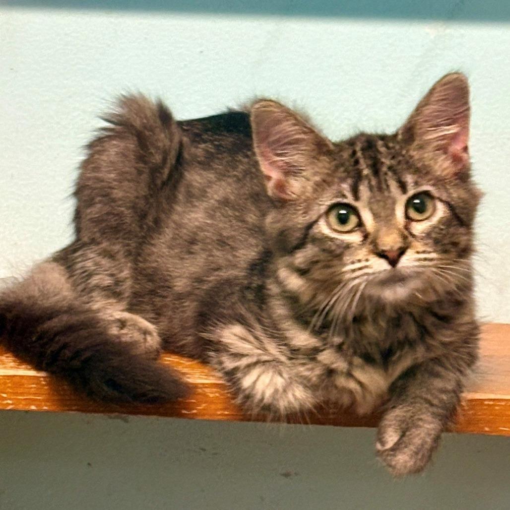 Rosa, Adoptable, Kitten Female Domestic Medium Hair.