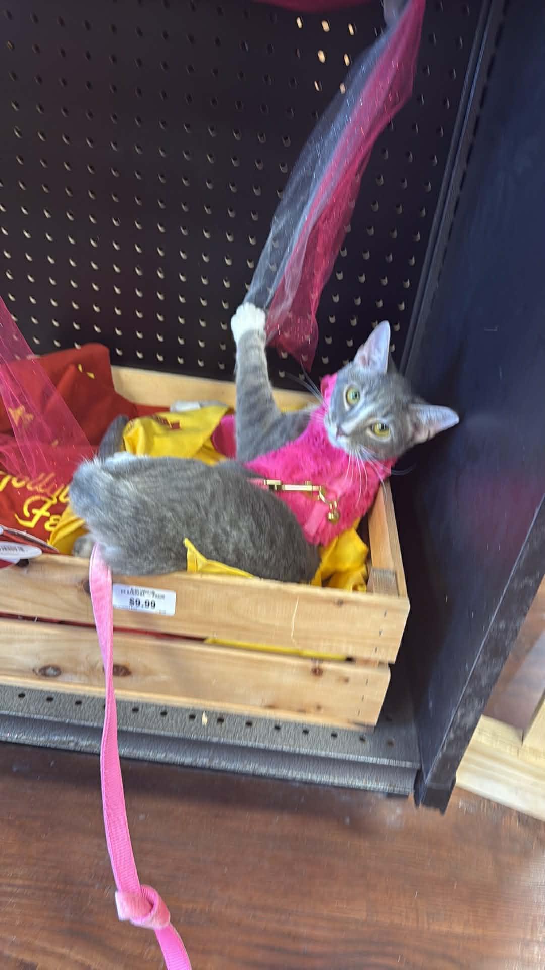 Enlarge Marley, a ADOPTABLE Domestic Short Hair in Charlotte, NC image 4/5